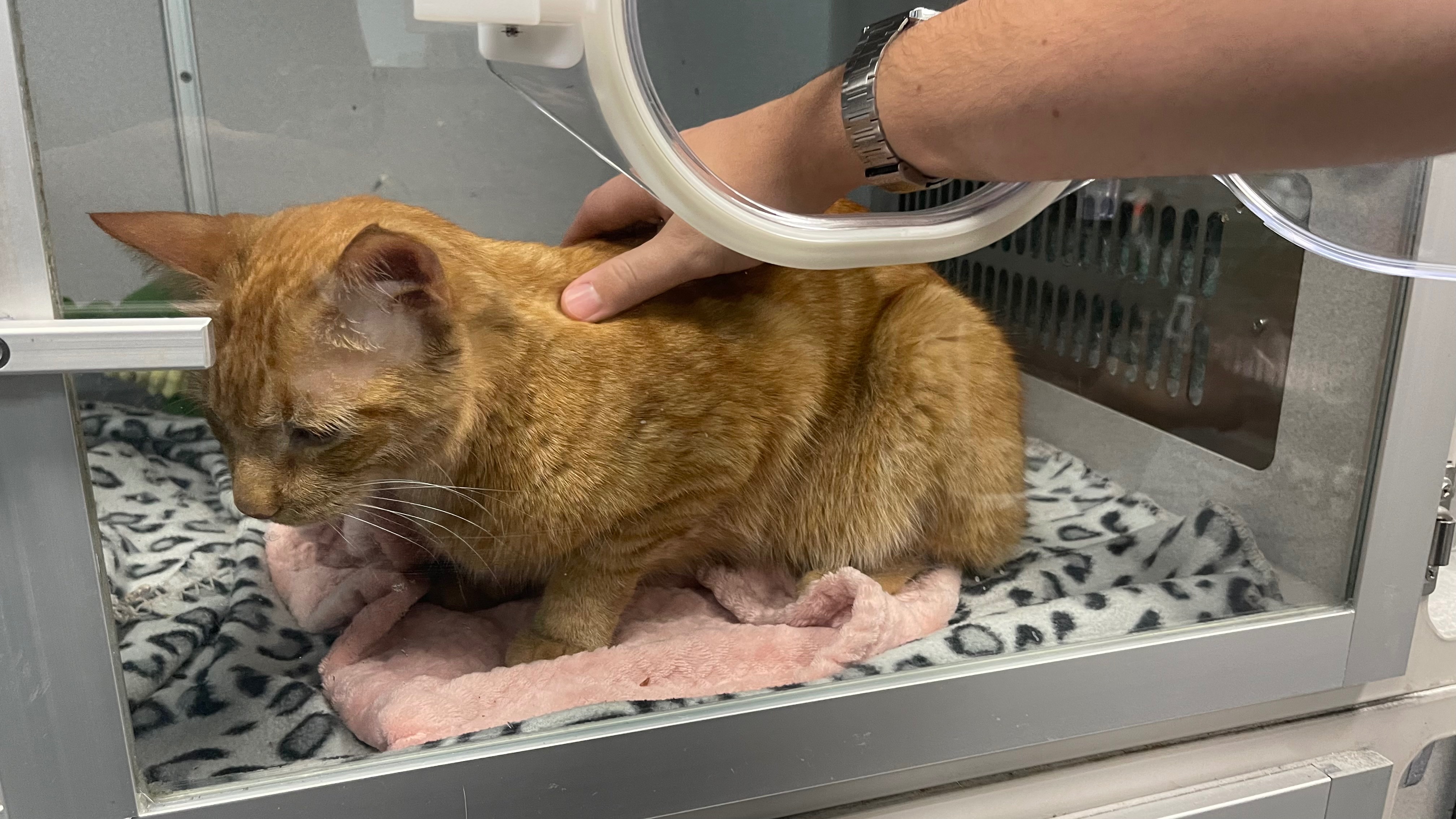 Support Edgar’s Lifesaving Care campaign photo, 2 of 6