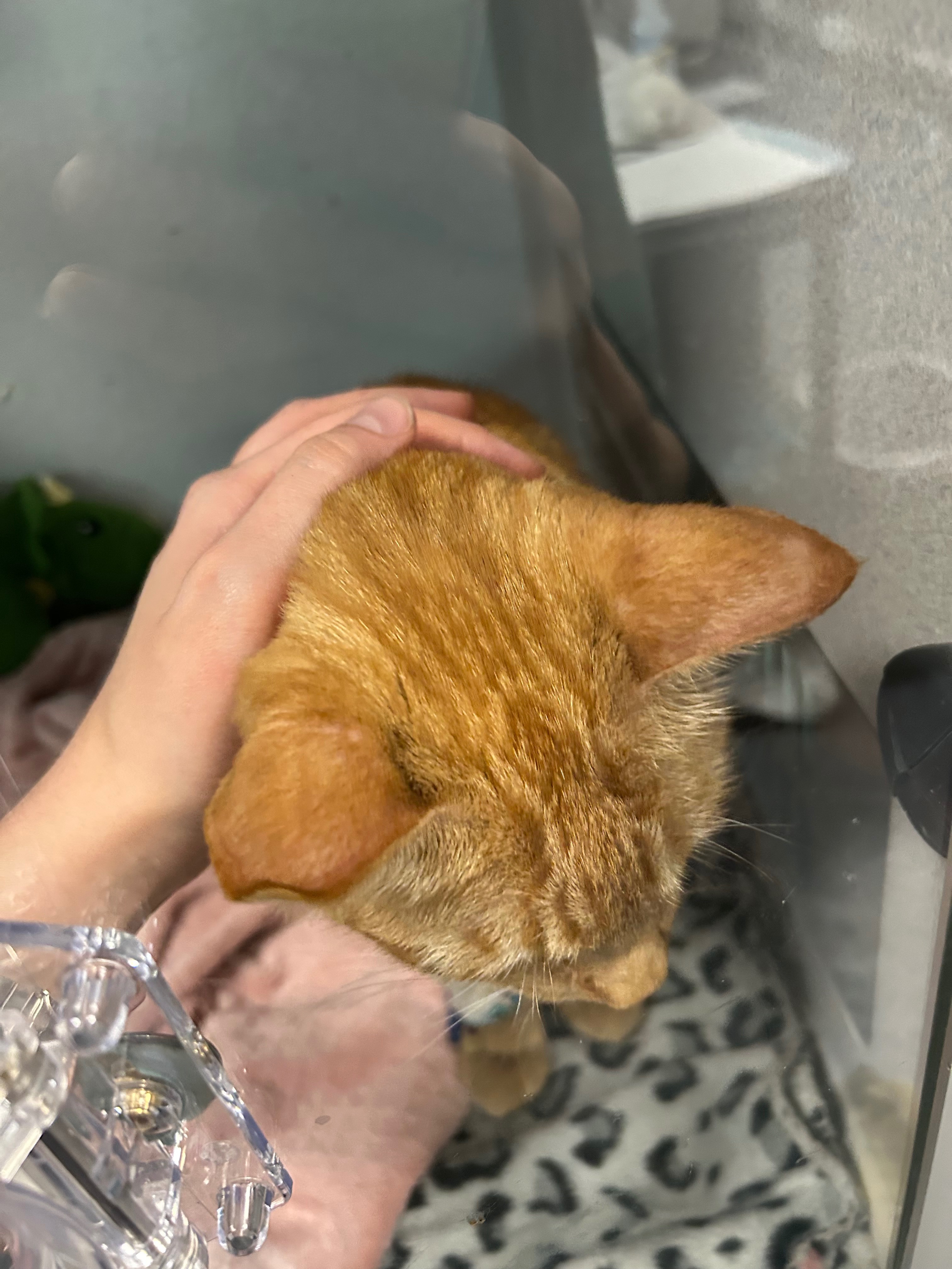 Support Edgar’s Lifesaving Care campaign photo, 4 of 6