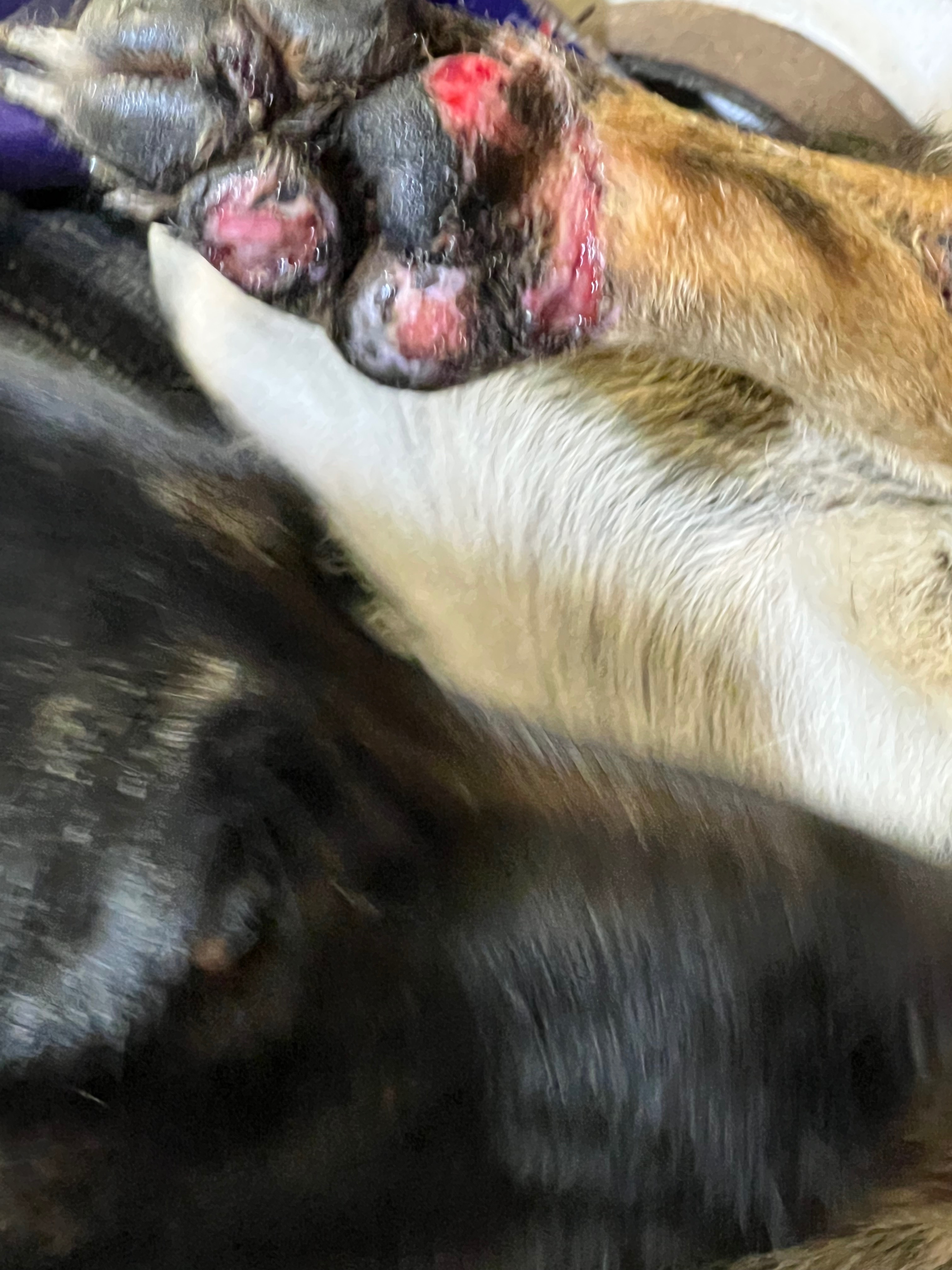Urgent Care Needed for Abused Rescued Dog campaign photo, 7 of 8