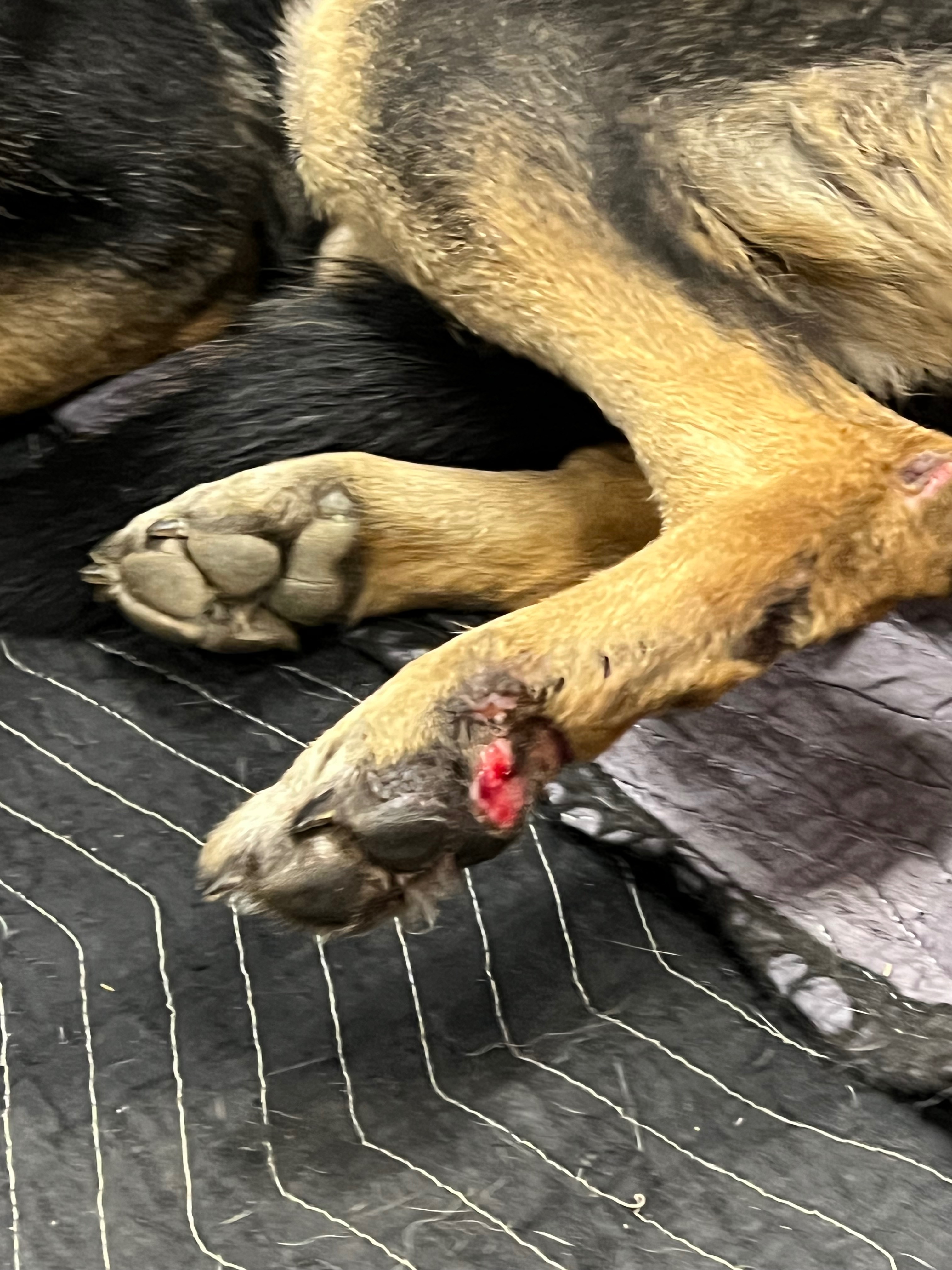 Urgent Care Needed for Abused Rescued Dog campaign photo, 2 of 8