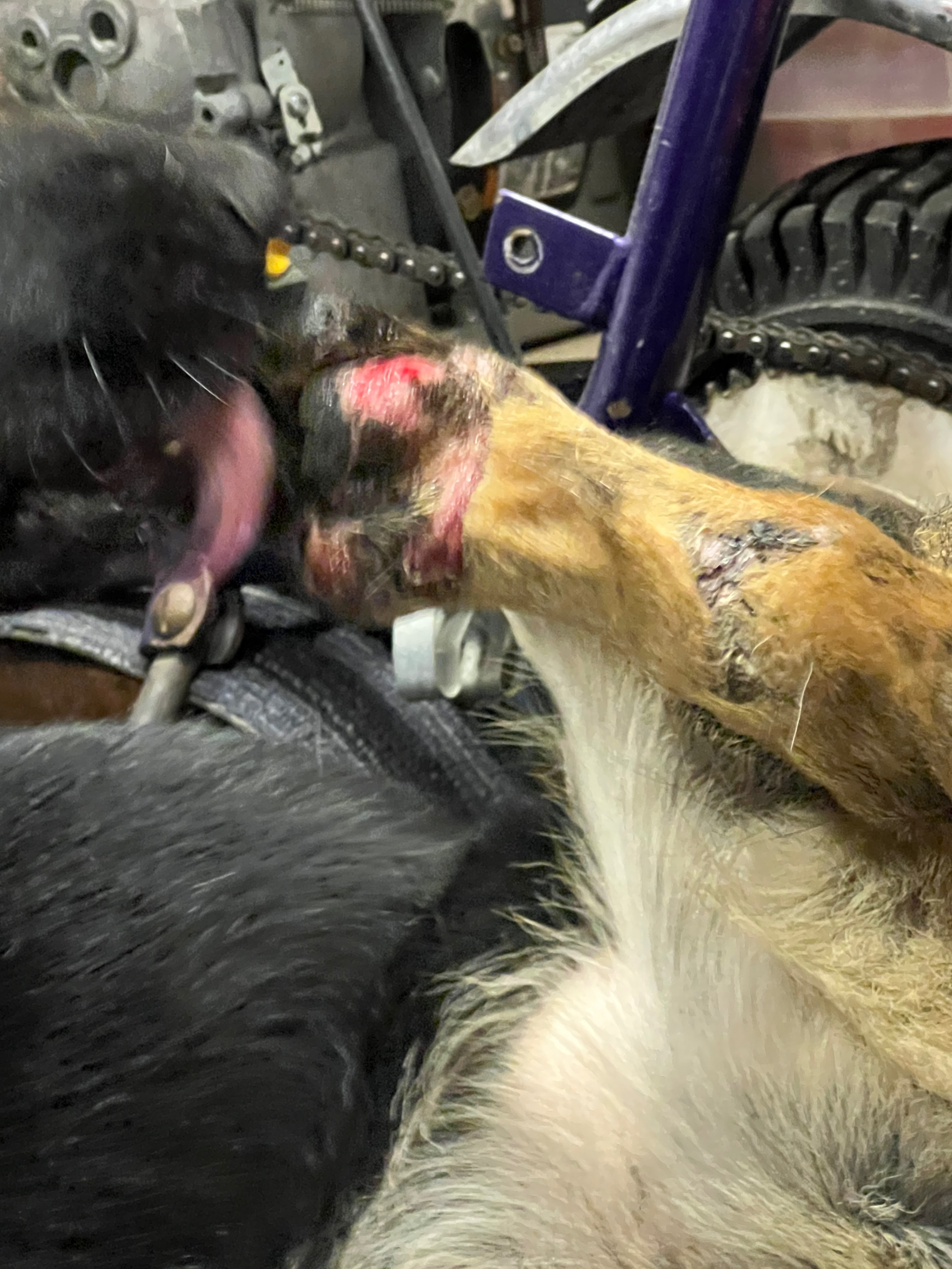 Urgent Care Needed for Abused Rescued Dog campaign photo, 4 of 8