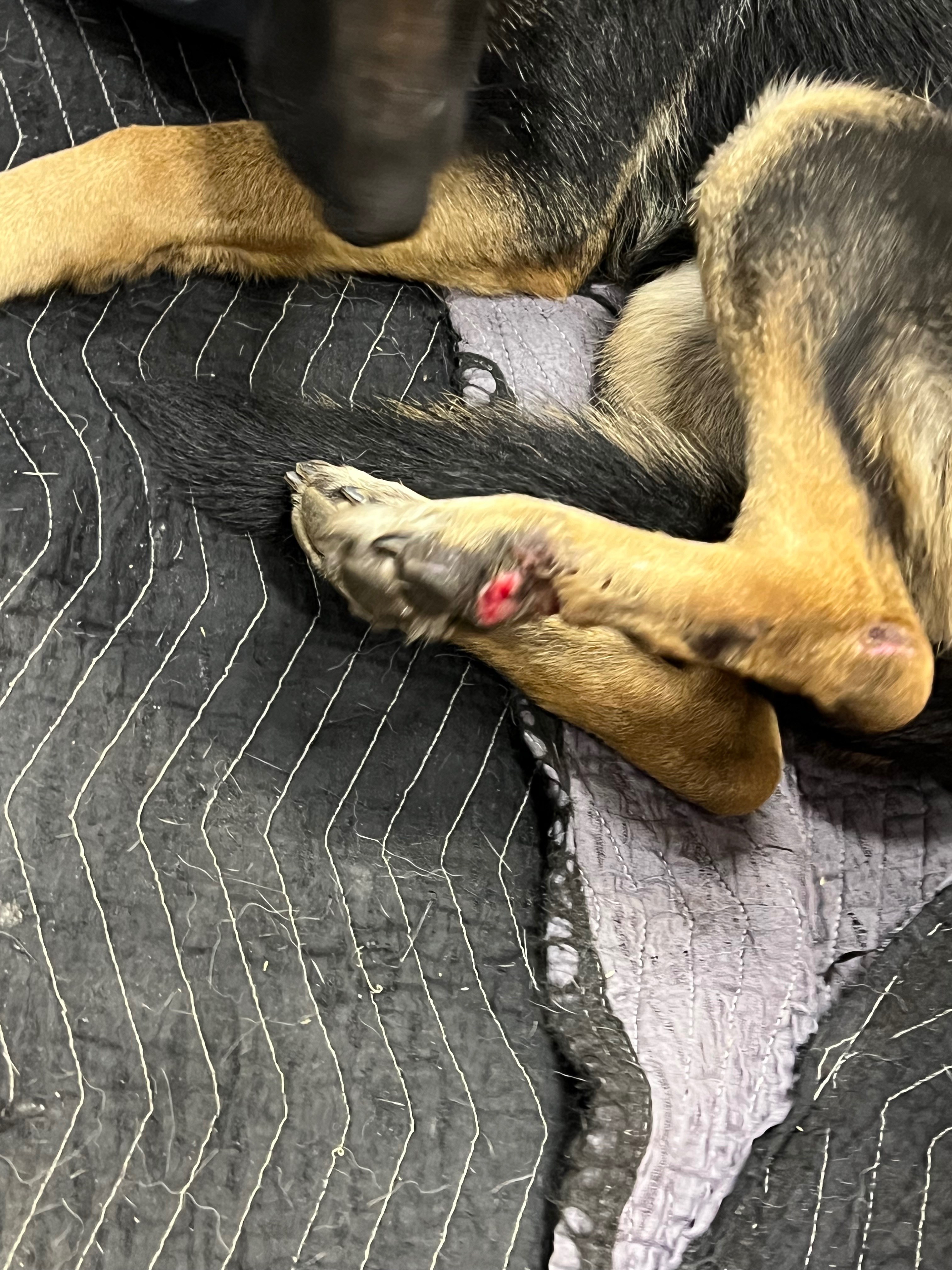Urgent Care Needed for Abused Rescued Dog campaign photo, 5 of 8