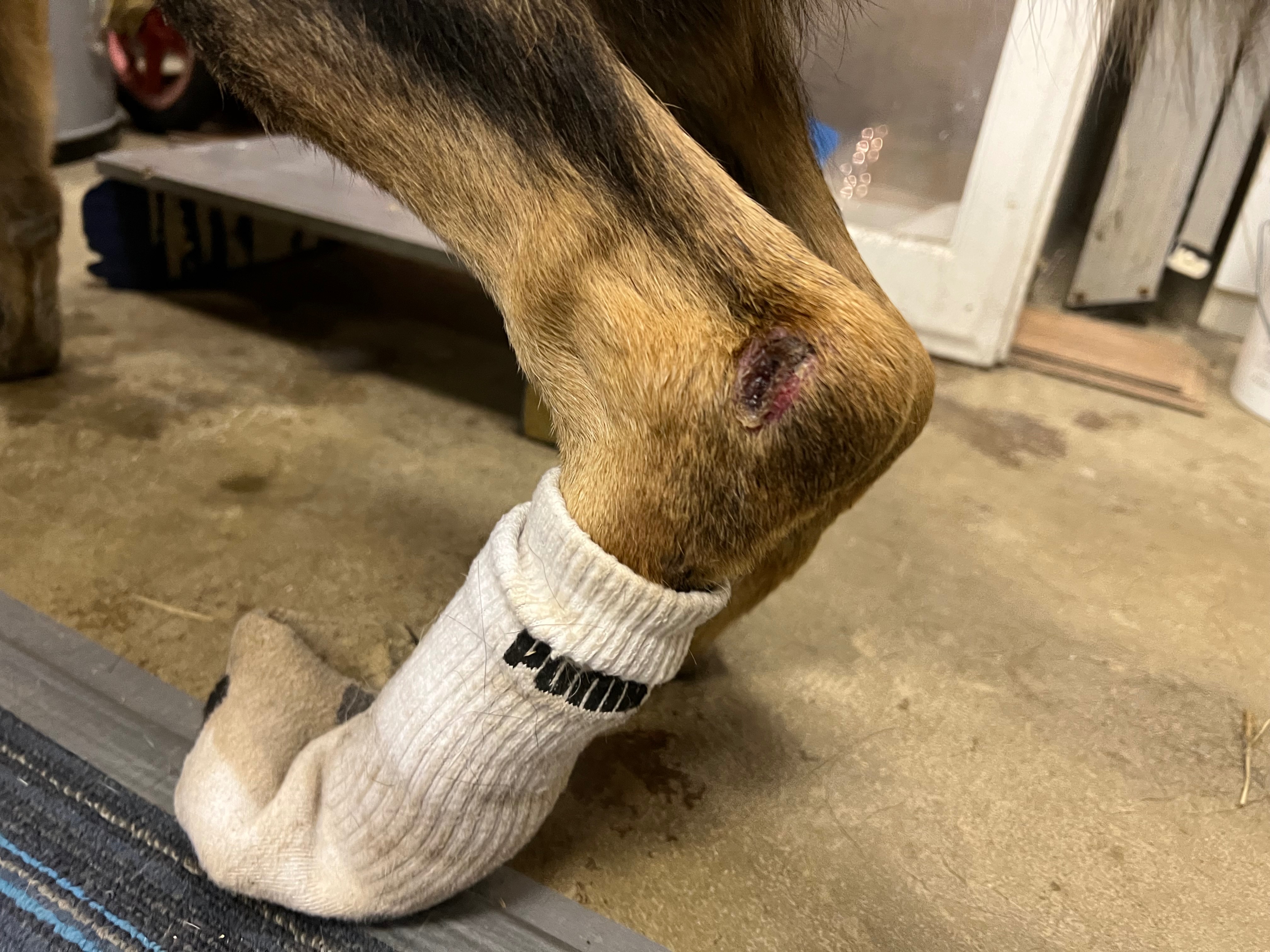 Urgent Care Needed for Abused Rescued Dog campaign photo, 6 of 8