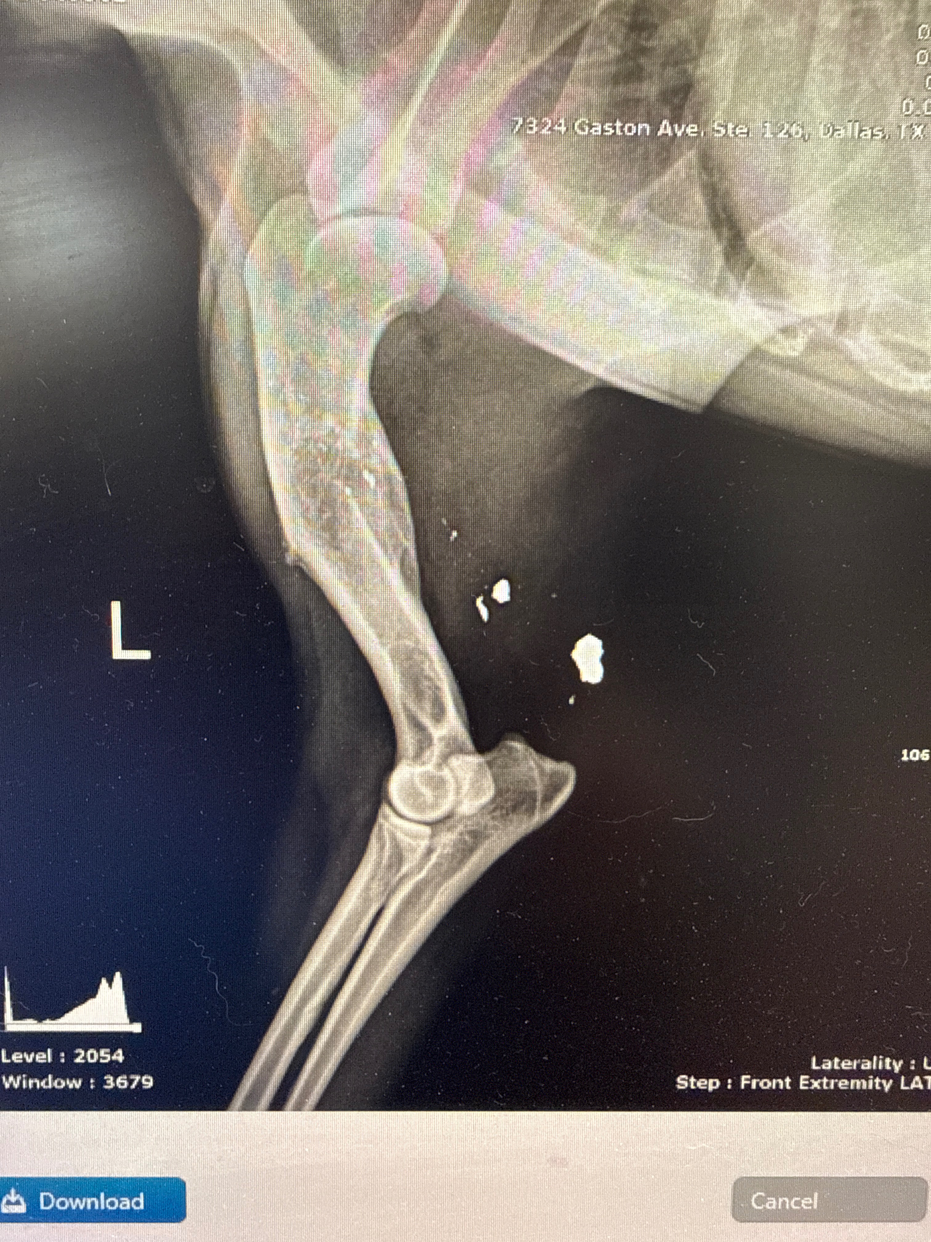 Help Shorty Heal from His Painful Past campaign photo, 2 of 6