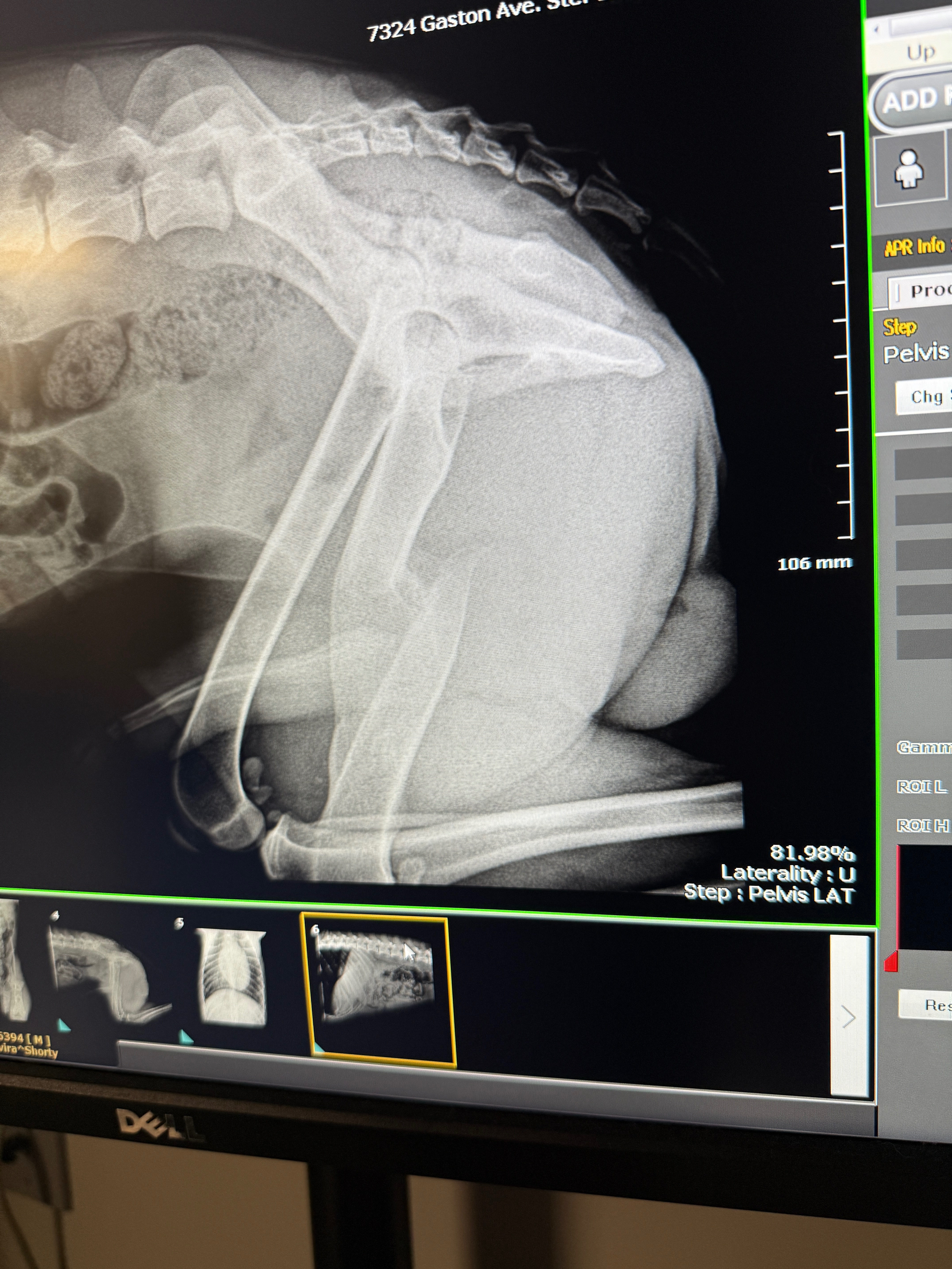 Help Shorty Heal from His Painful Past campaign photo, 4 of 6