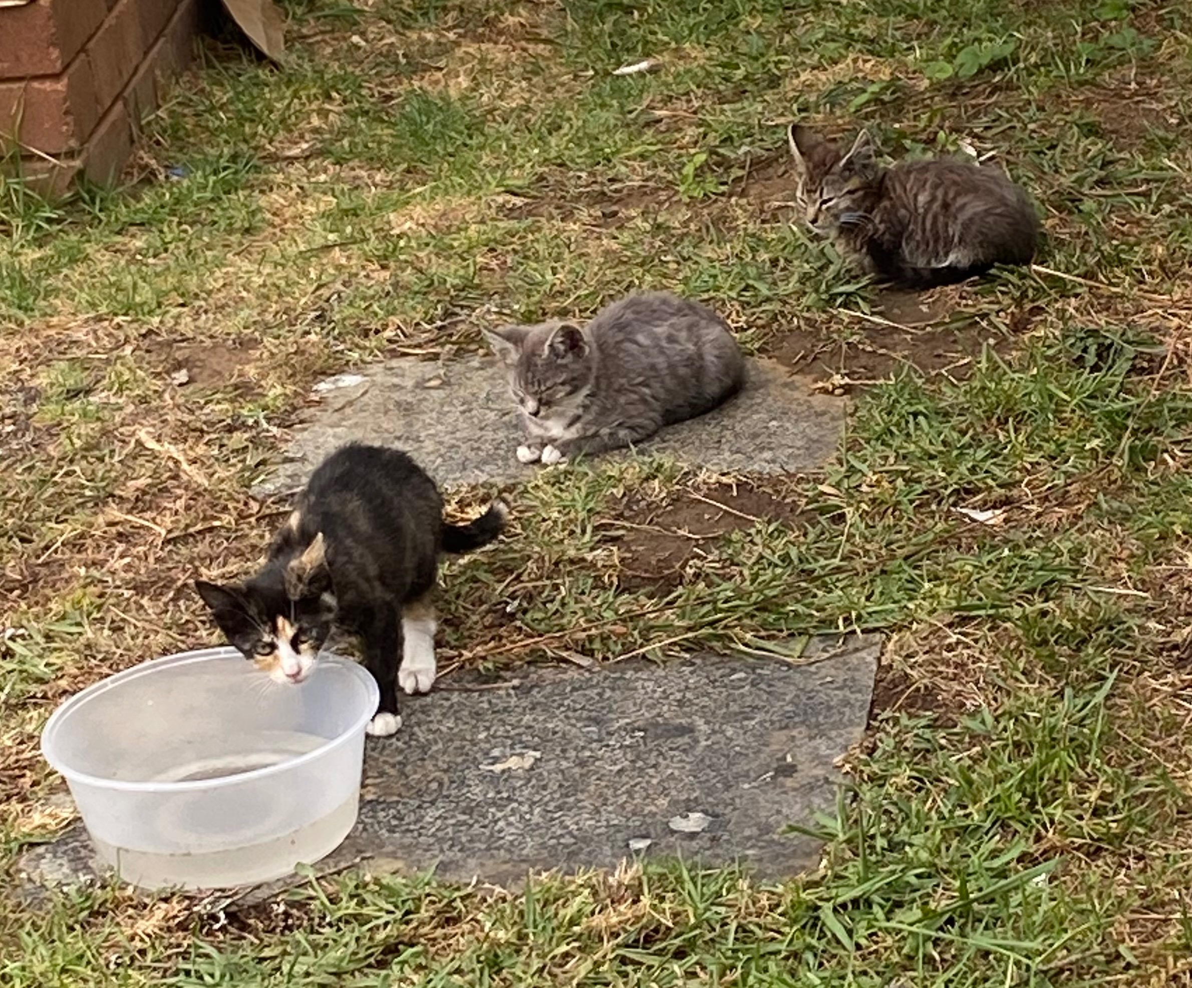 Help Rescue Stray Cats campaign photo, 7 of 8