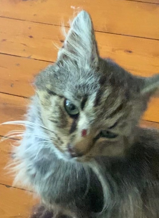Help Rescue Stray Cats campaign photo, 2 of 8