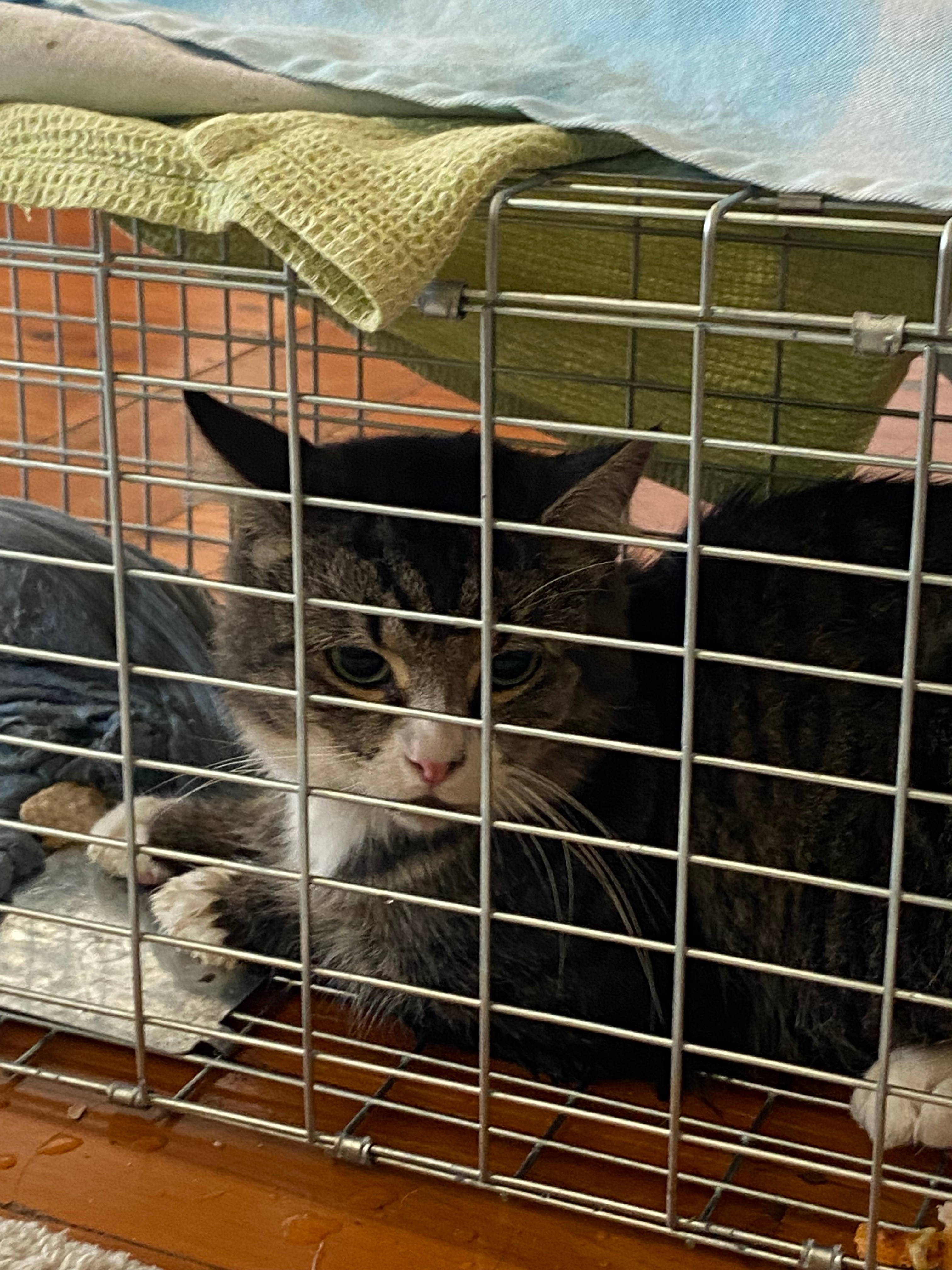 Help Rescue Stray Cats campaign photo, 4 of 8