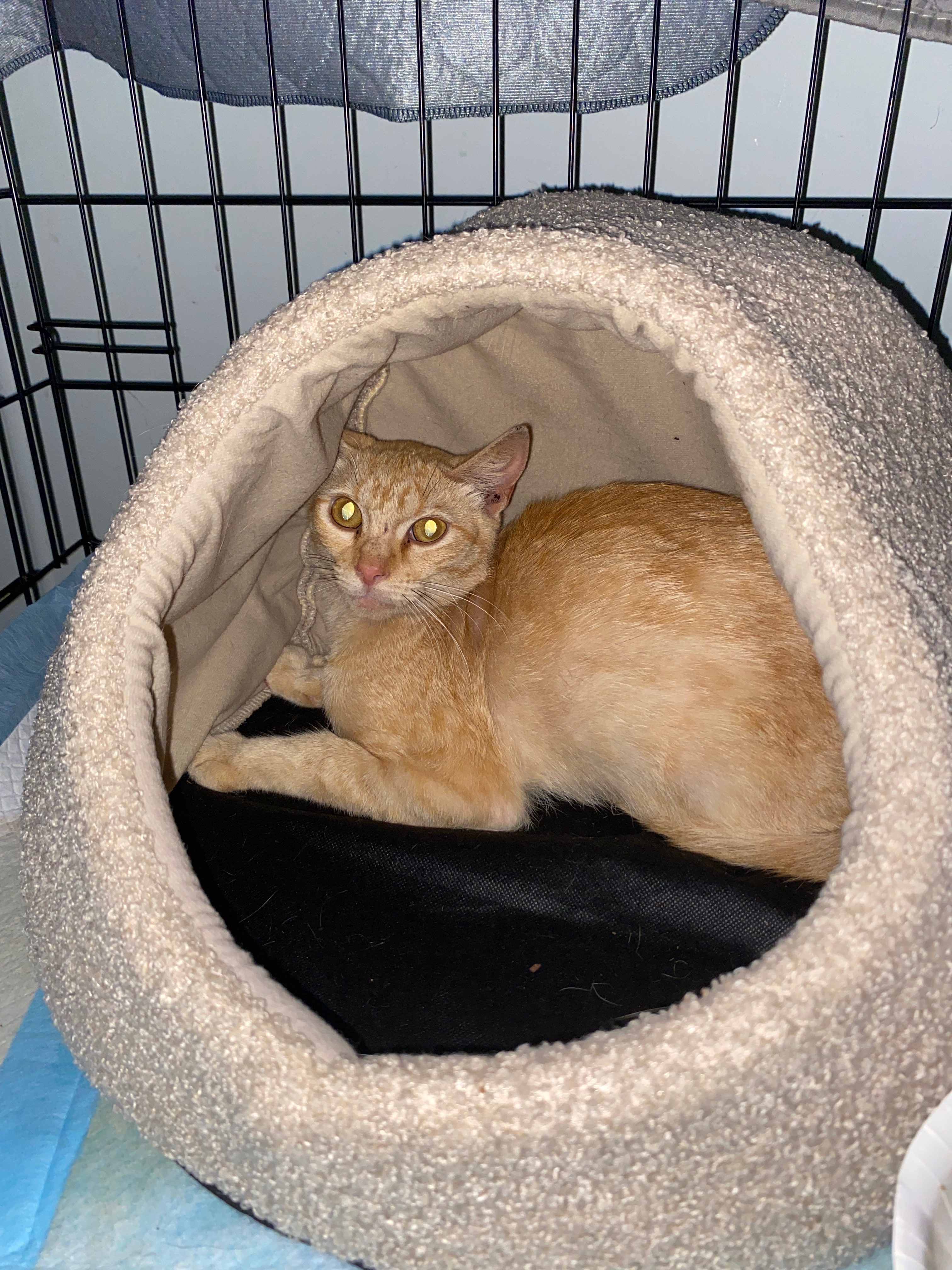 Help Rescue Stray Cats campaign photo, 5 of 8