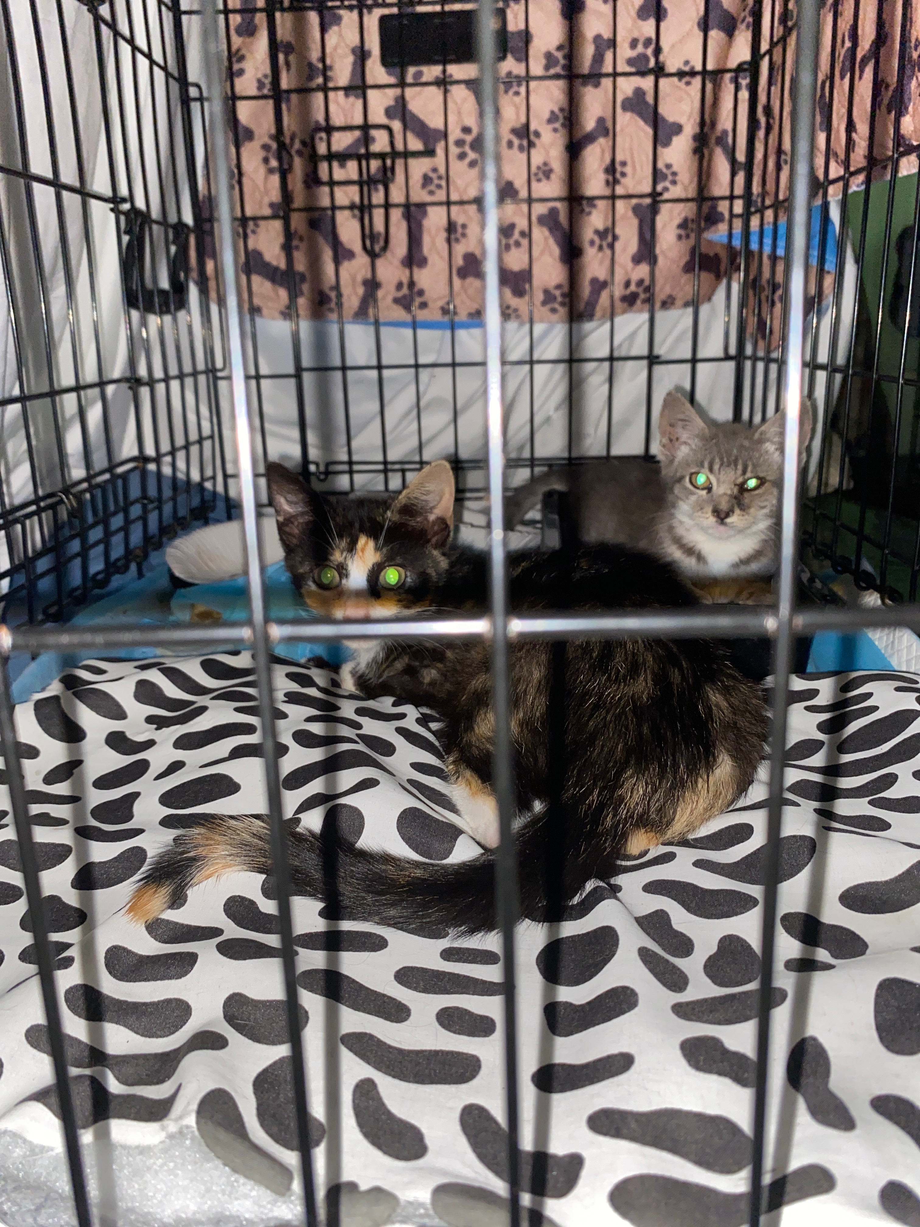 Help Rescue Stray Cats campaign photo, 6 of 8