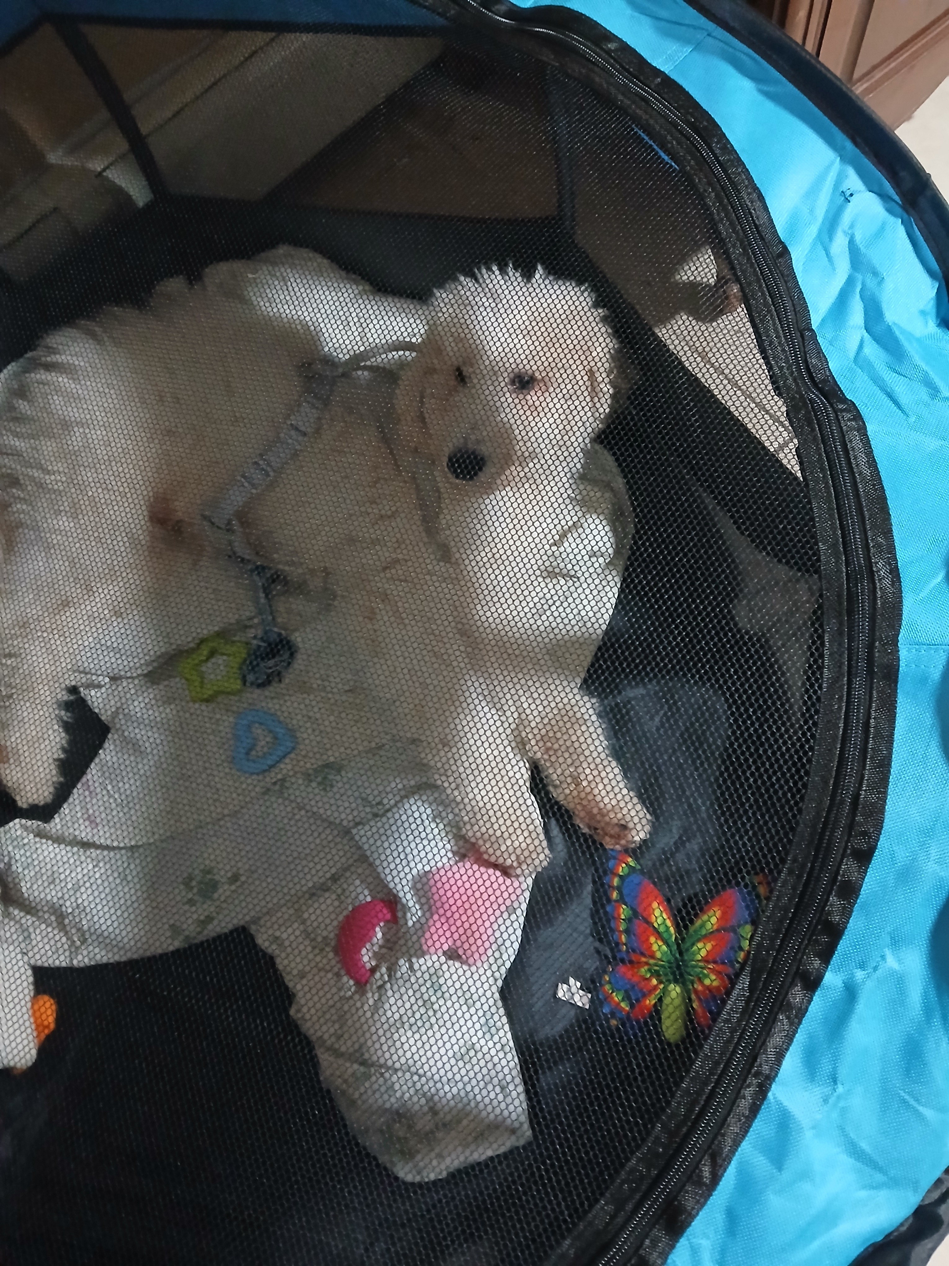 Brady's Training: Aiding Matty's Path to Independence campaign photo, 6 of 8