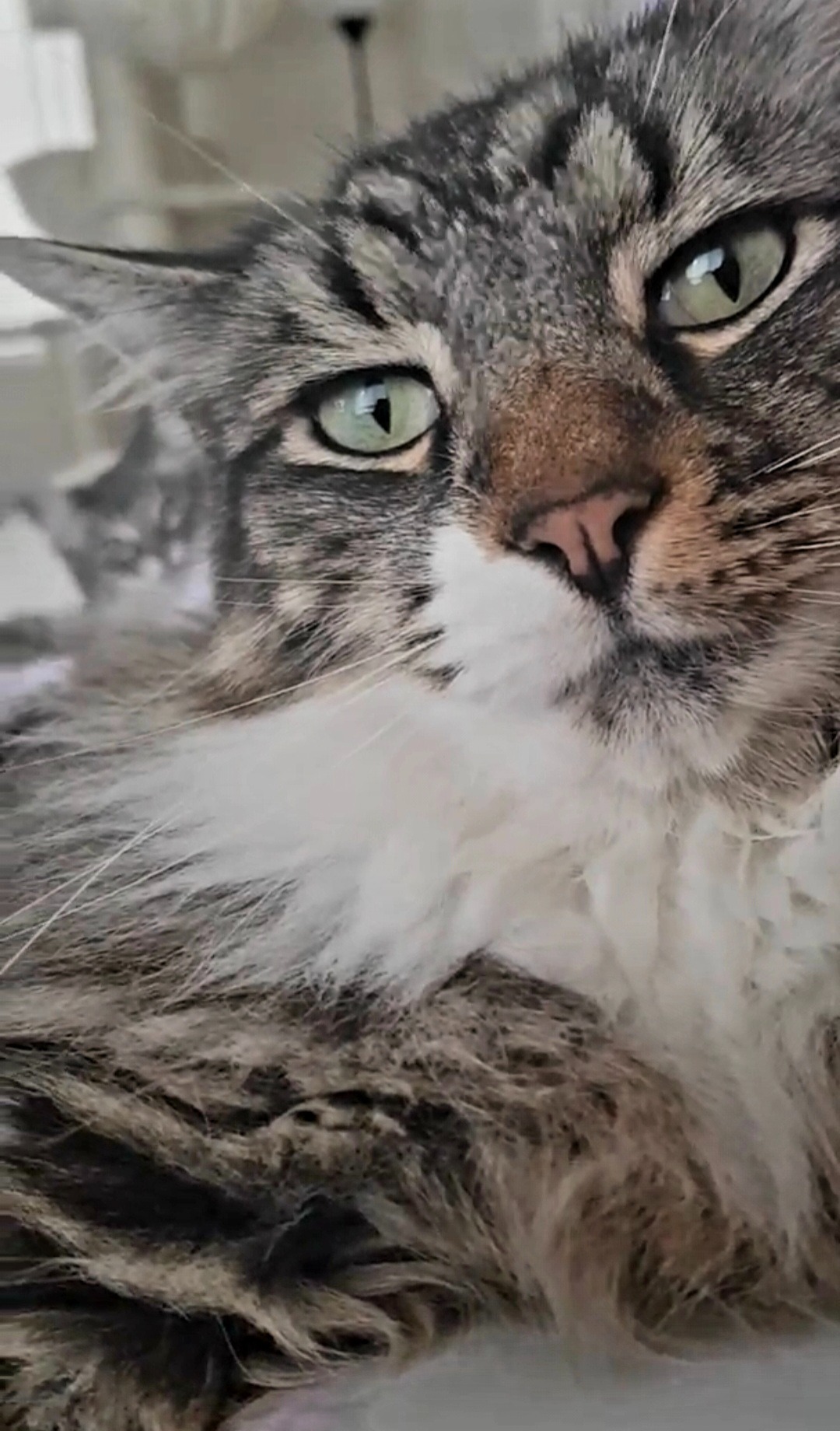 Help Save Tui – Our Beloved Furbaby! campaign photo, 7 of 8