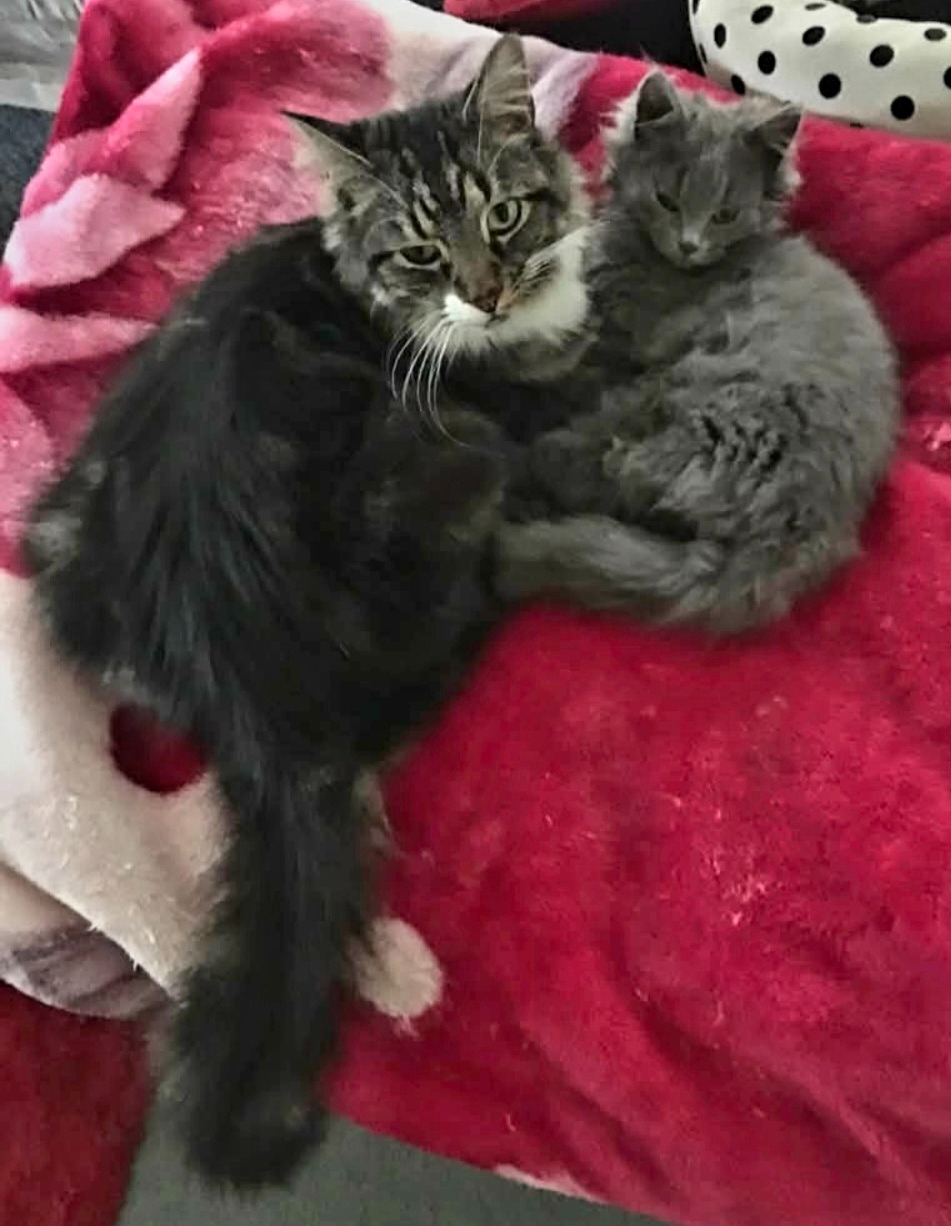Help Save Tui – Our Beloved Furbaby! campaign photo, 2 of 8