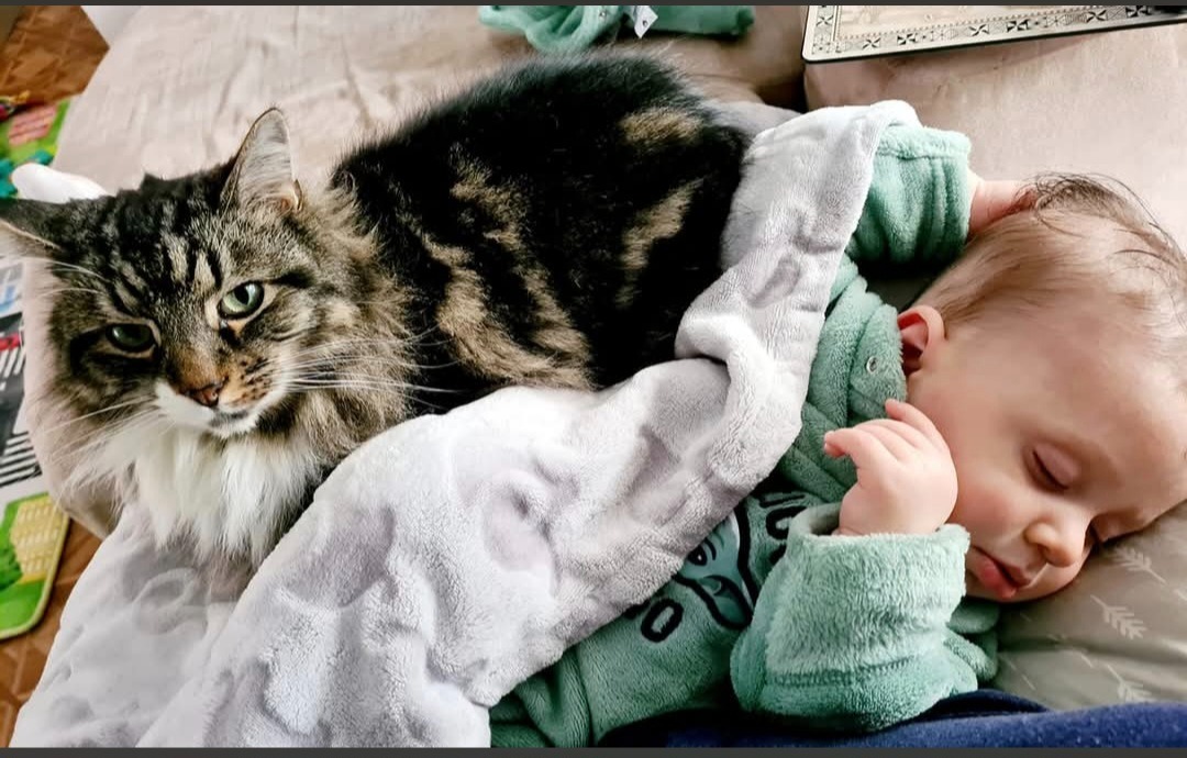 Help Save Tui – Our Beloved Furbaby! campaign photo, 5 of 8