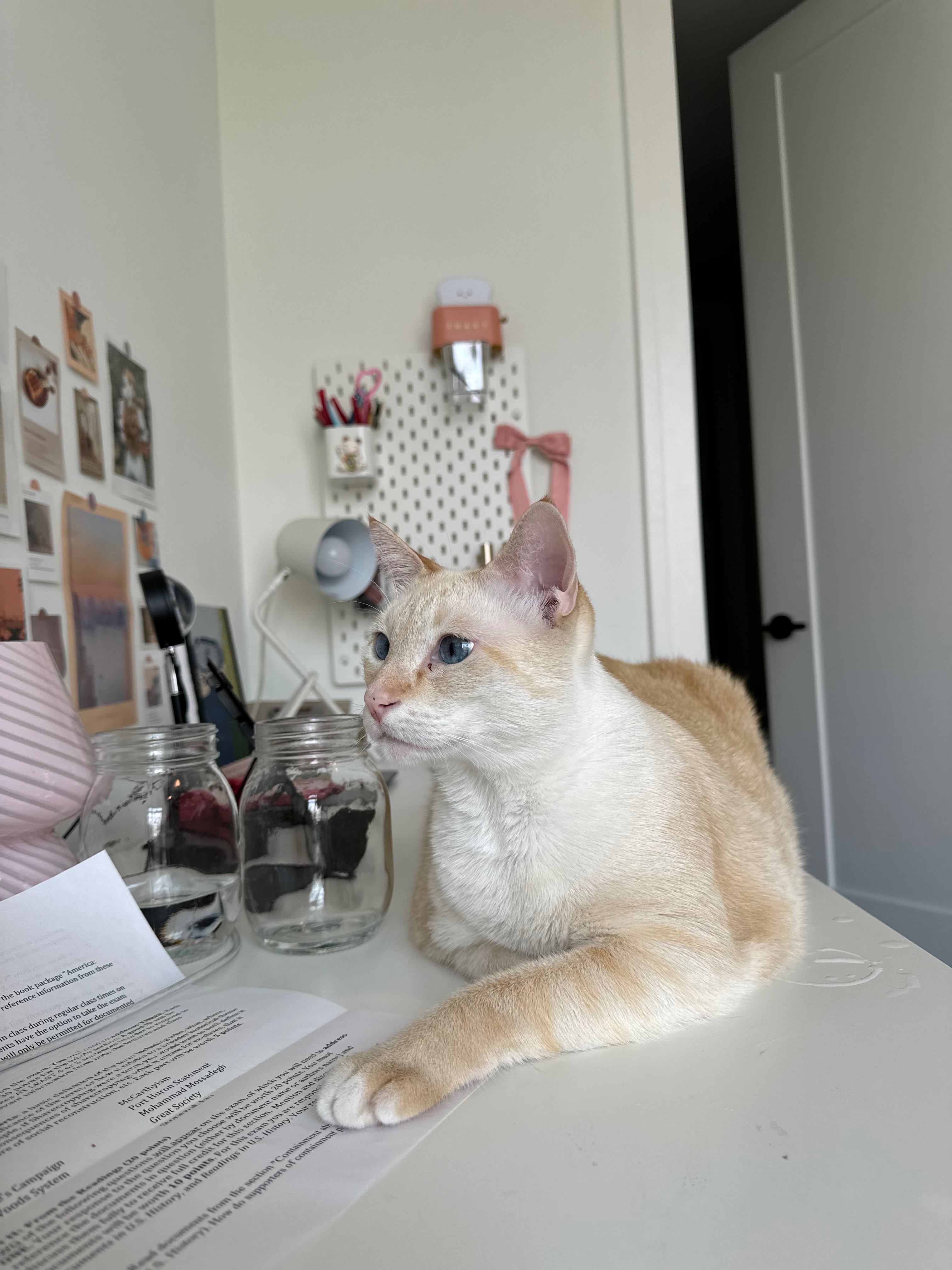 Help Kitty Get Life-Saving Treatment campaign photo, 2 of 8