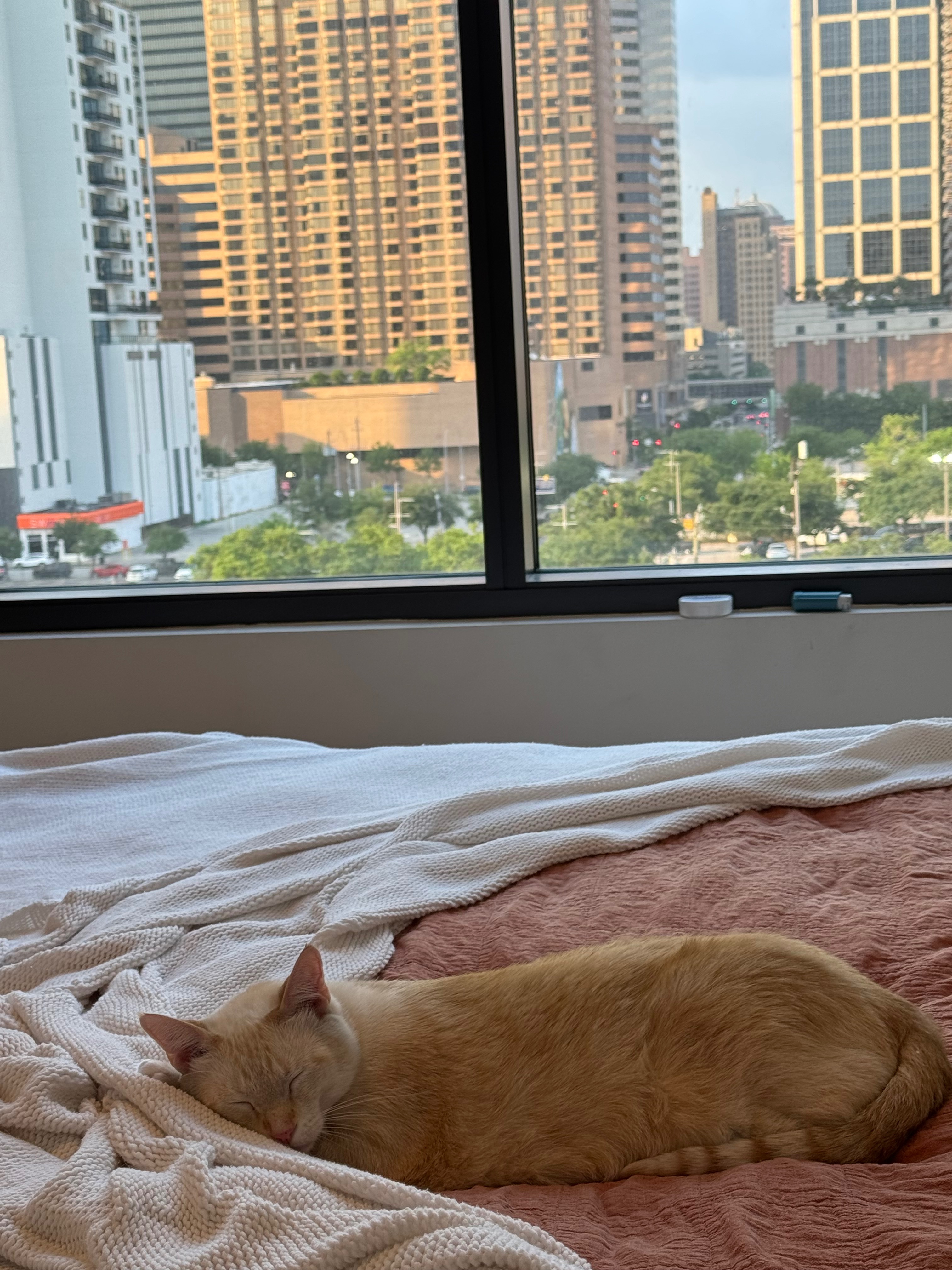 Help Kitty Get Life-Saving Treatment campaign photo, 4 of 8