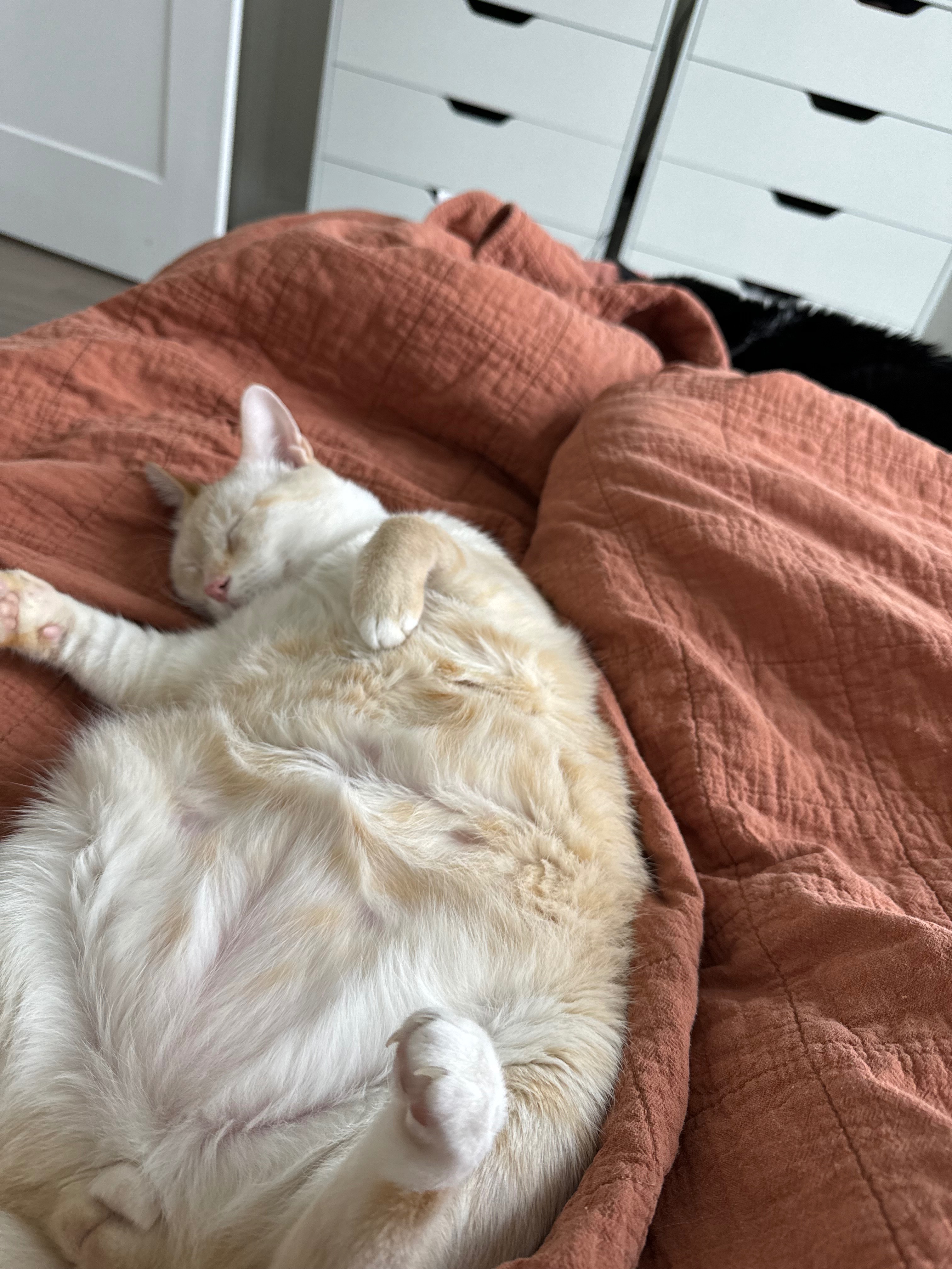 Help Kitty Get Life-Saving Treatment campaign photo, 5 of 8