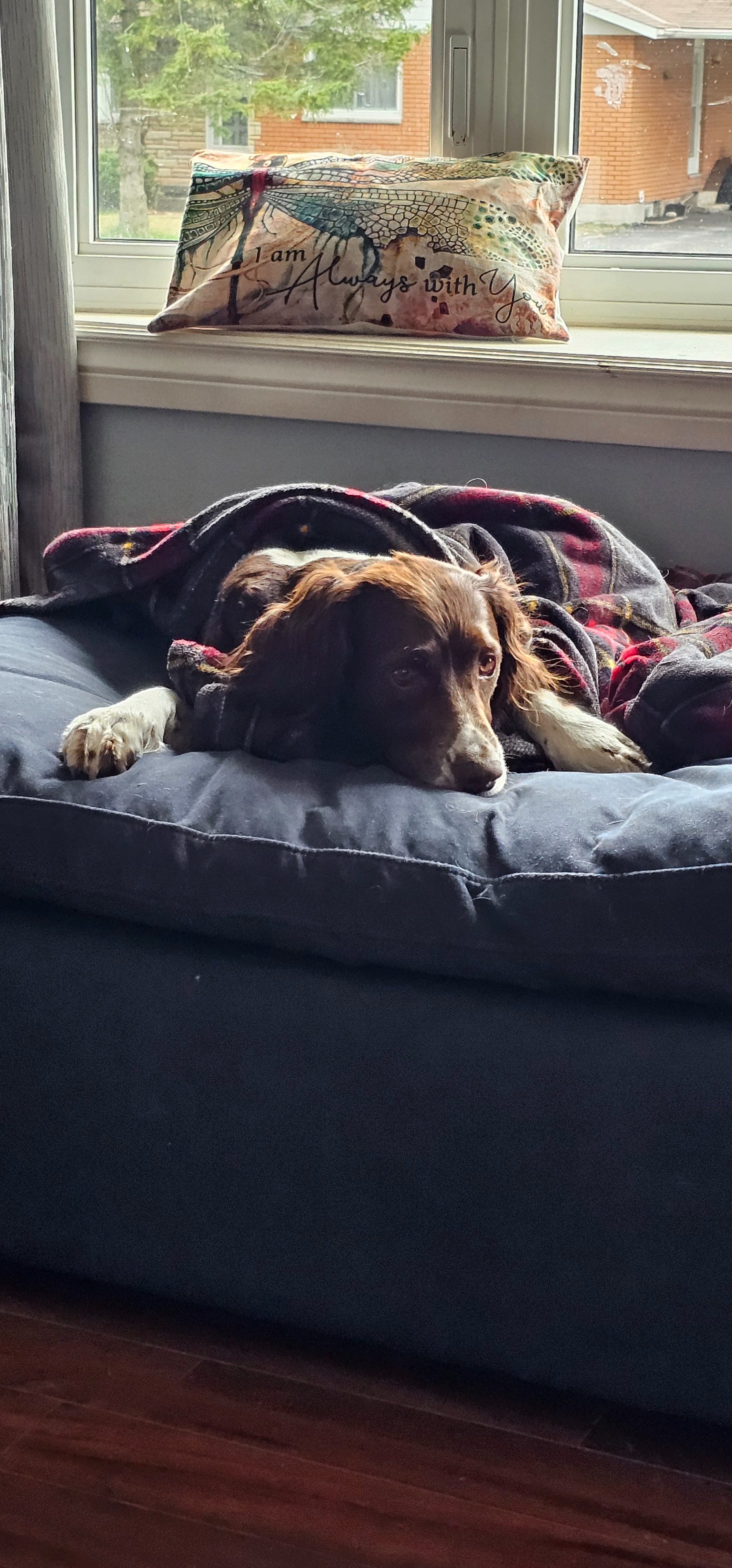 Help our loving fur baby Memphis get knee repair surgery campaign photo, 2 of 8