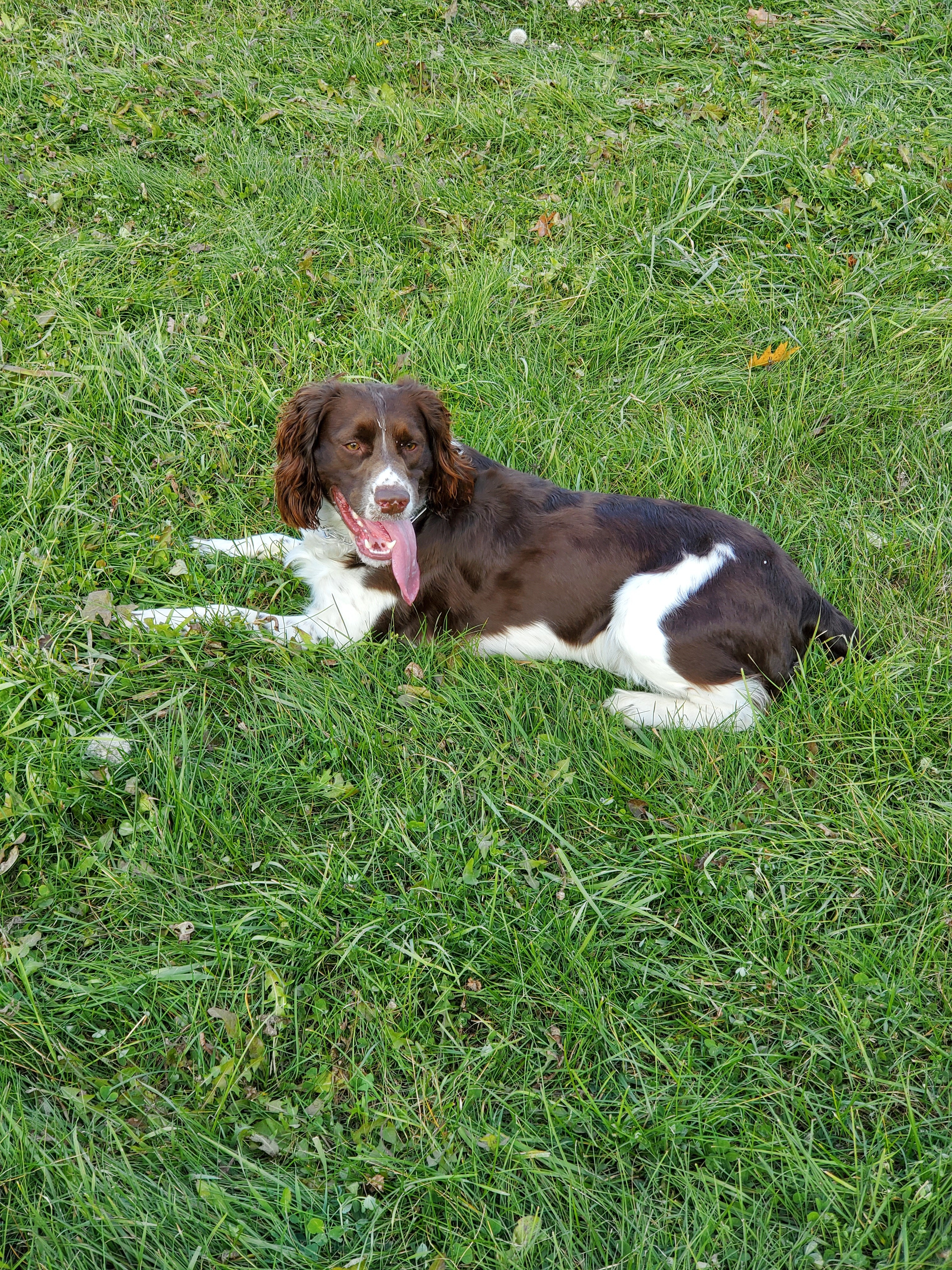 Help our loving fur baby Memphis get knee repair surgery campaign photo, 5 of 8