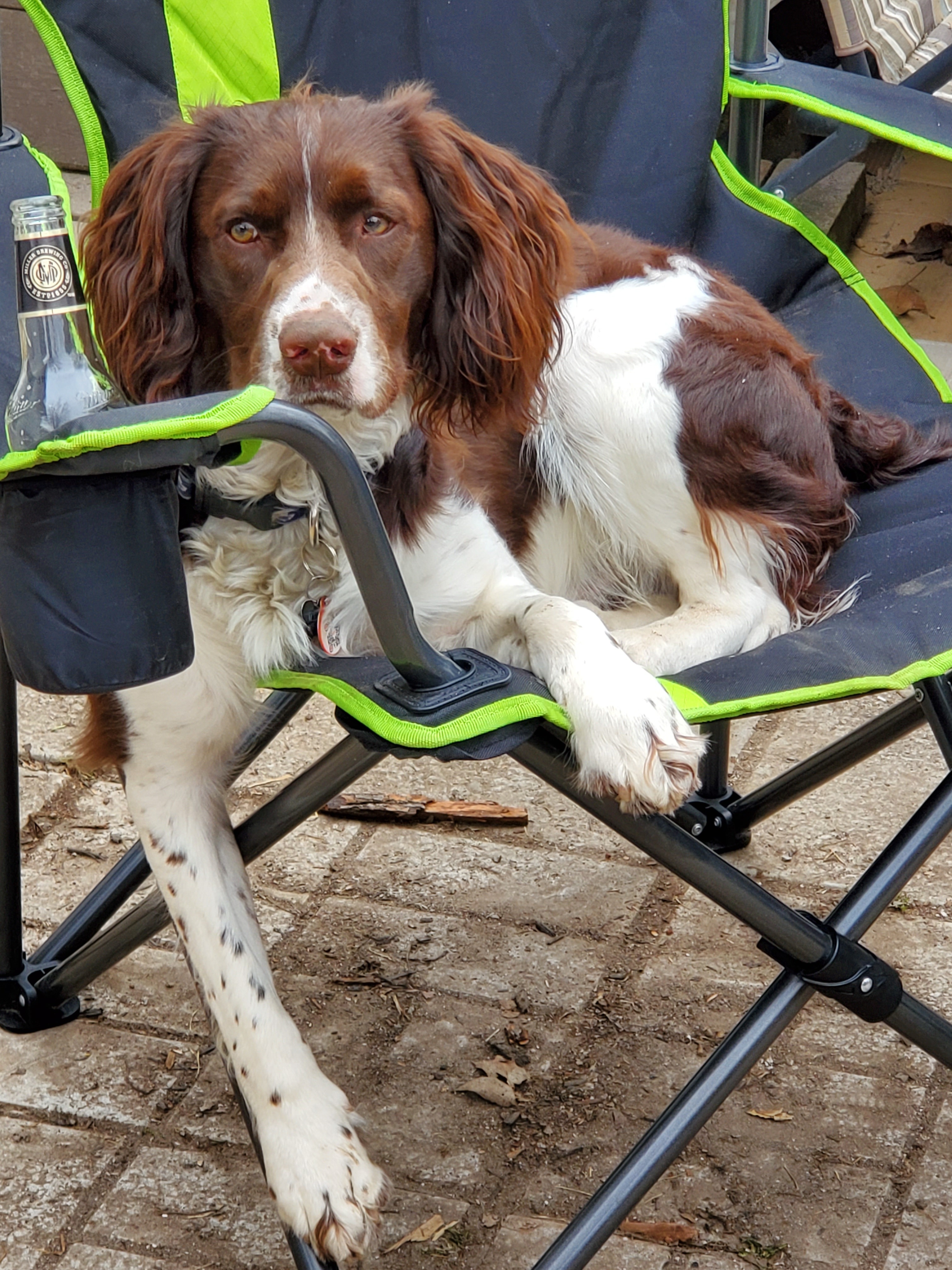 Help our loving fur baby Memphis get knee repair surgery campaign photo, 6 of 8