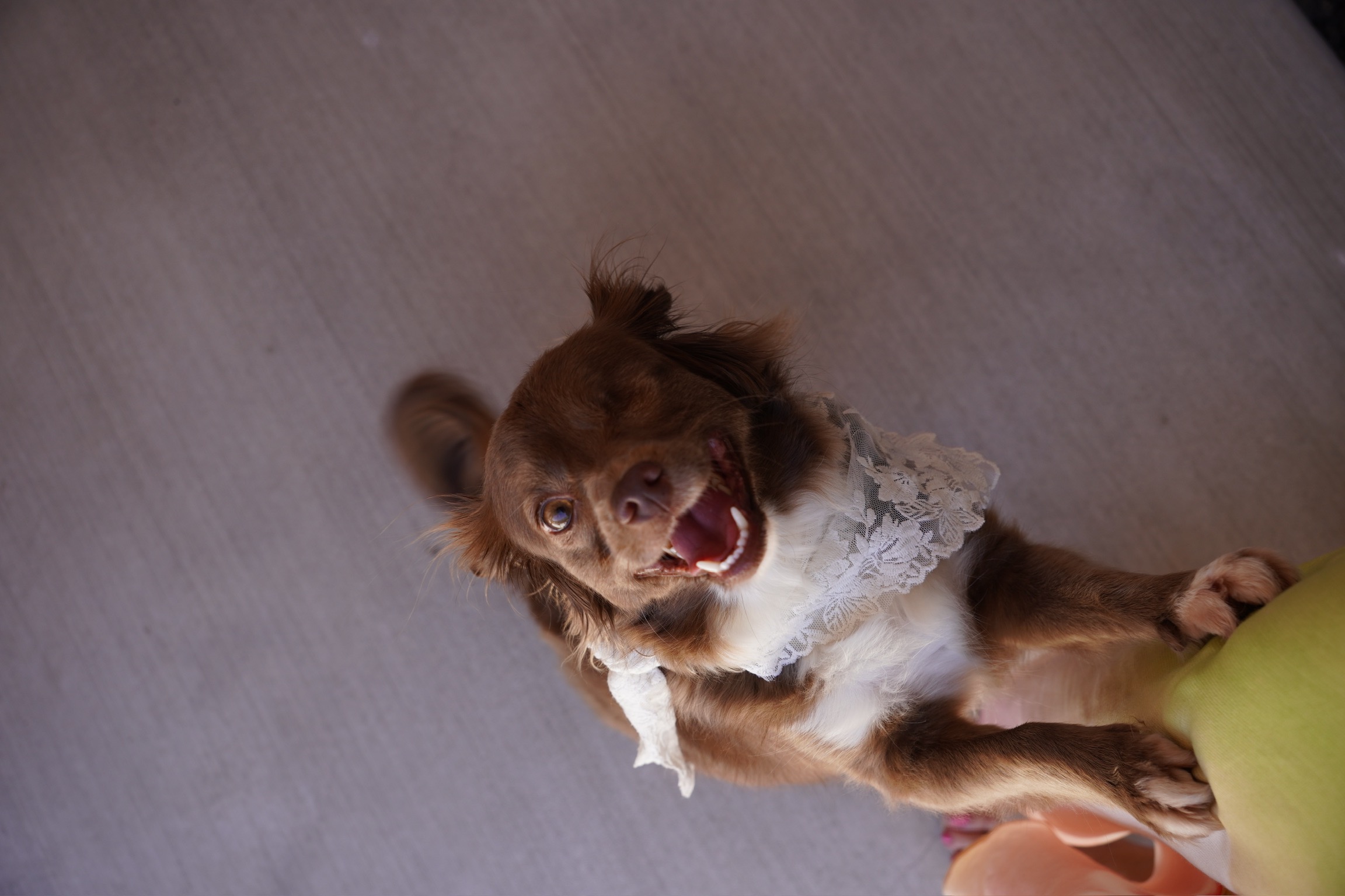 Help Karma Walk Again: Emergency Surgery Fund campaign photo, 2 of 8