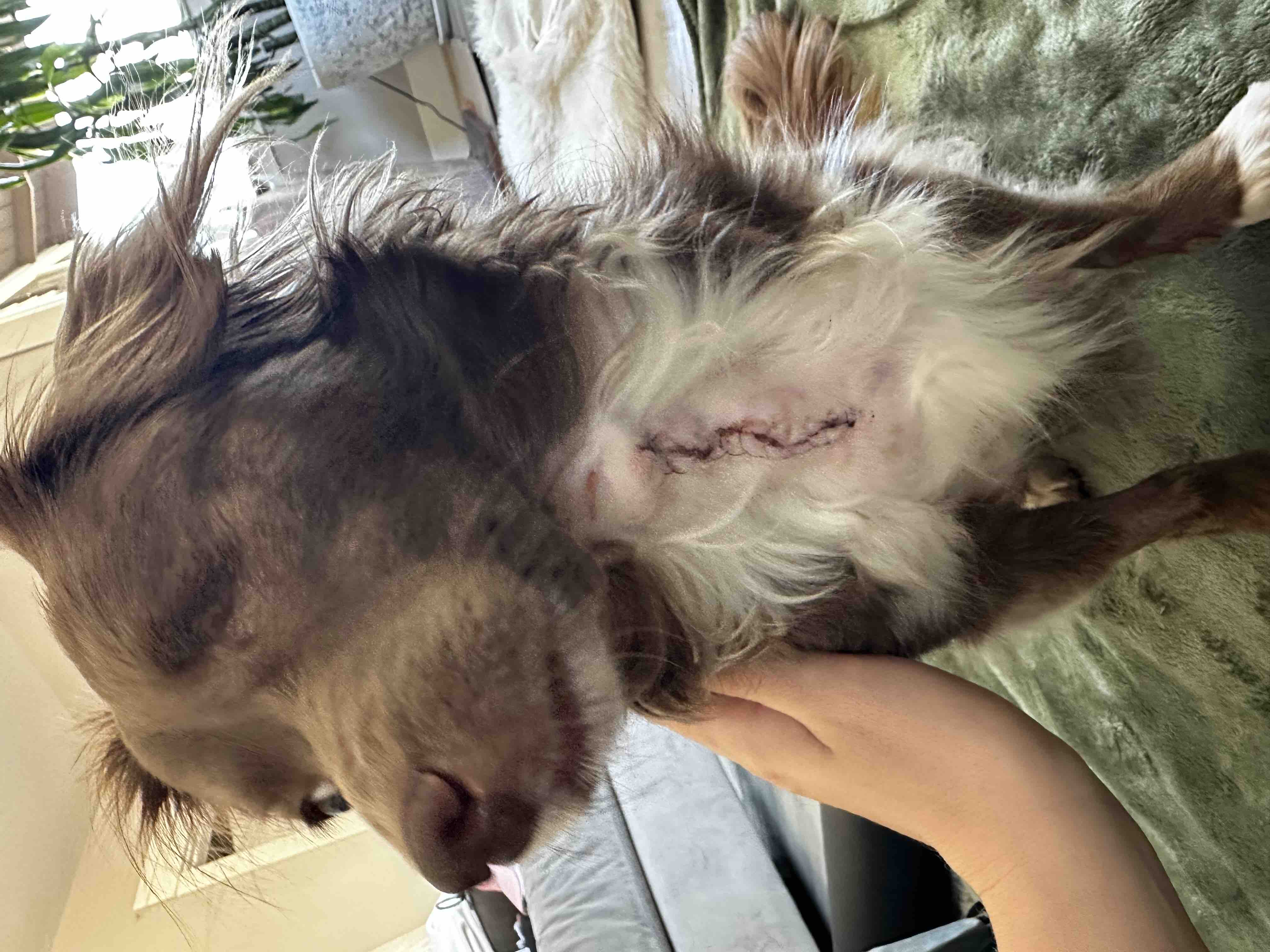Help Karma Walk Again: Emergency Surgery Fund campaign photo, 5 of 8