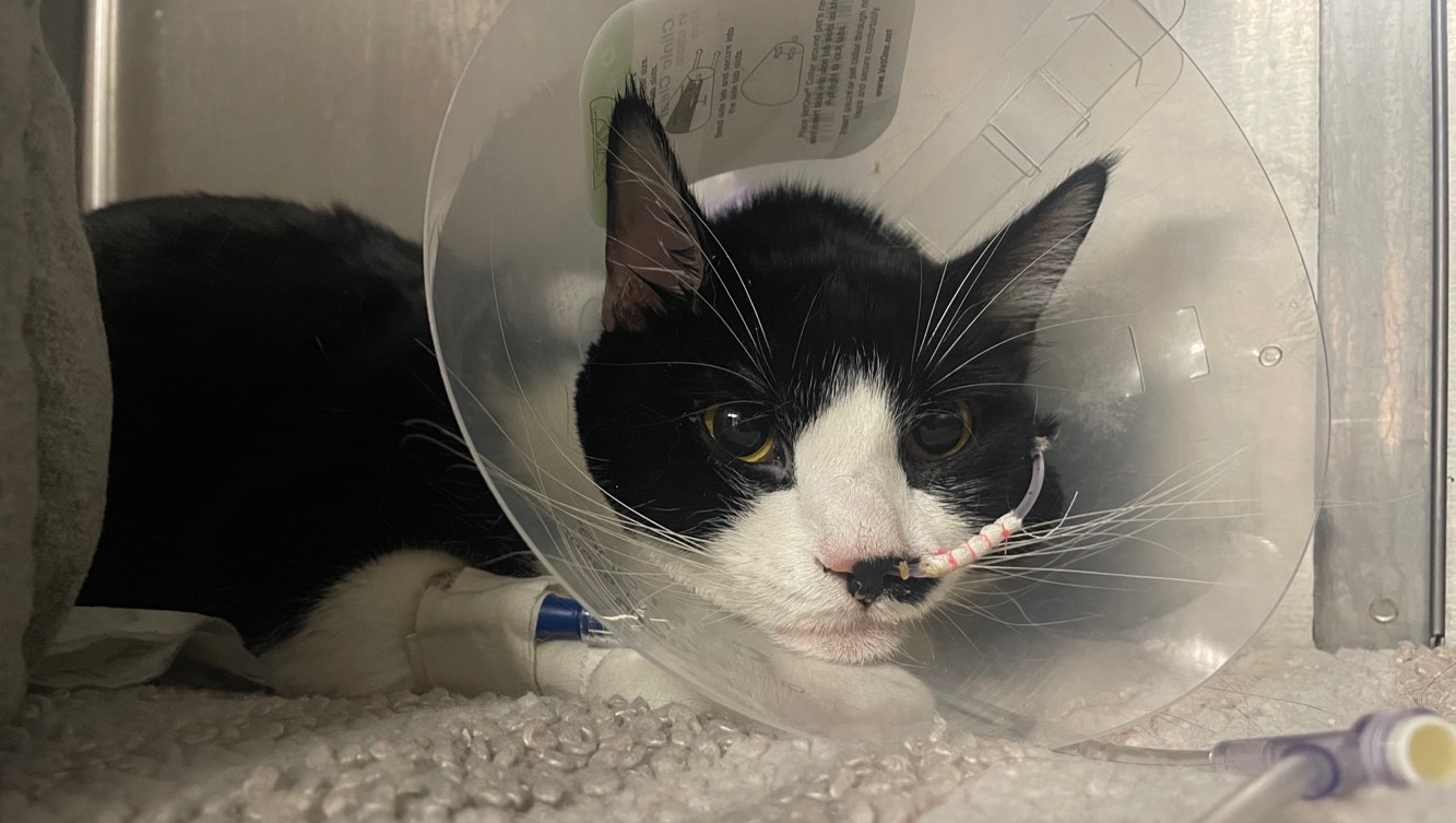 Relief for Sisyphus’s Medical Debt and Surgery Recovery pinned link photo