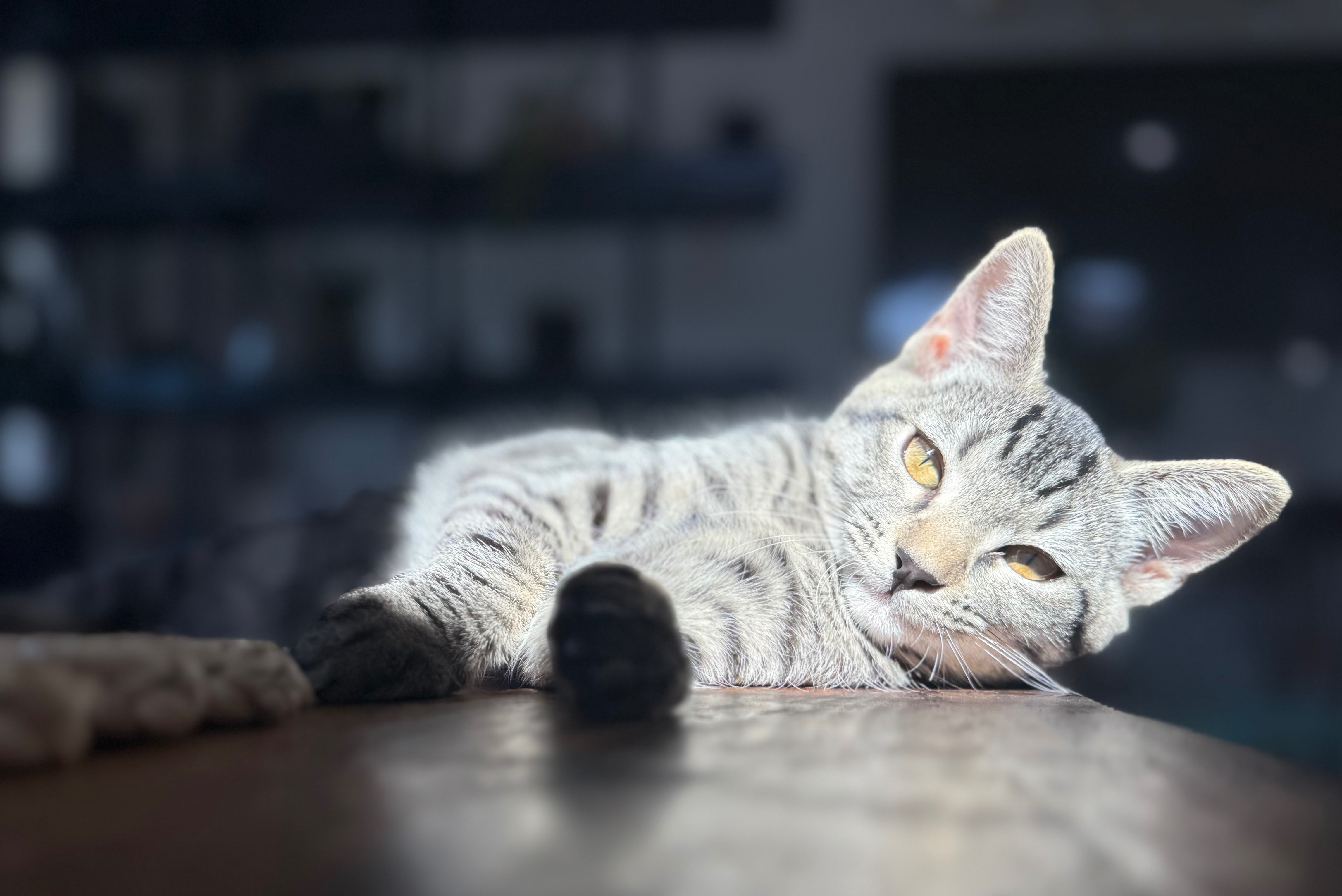 Help Lennie Fight FIP – A 5-Month-Old Kitten Worth the Fight campaign photo, 2 of 8