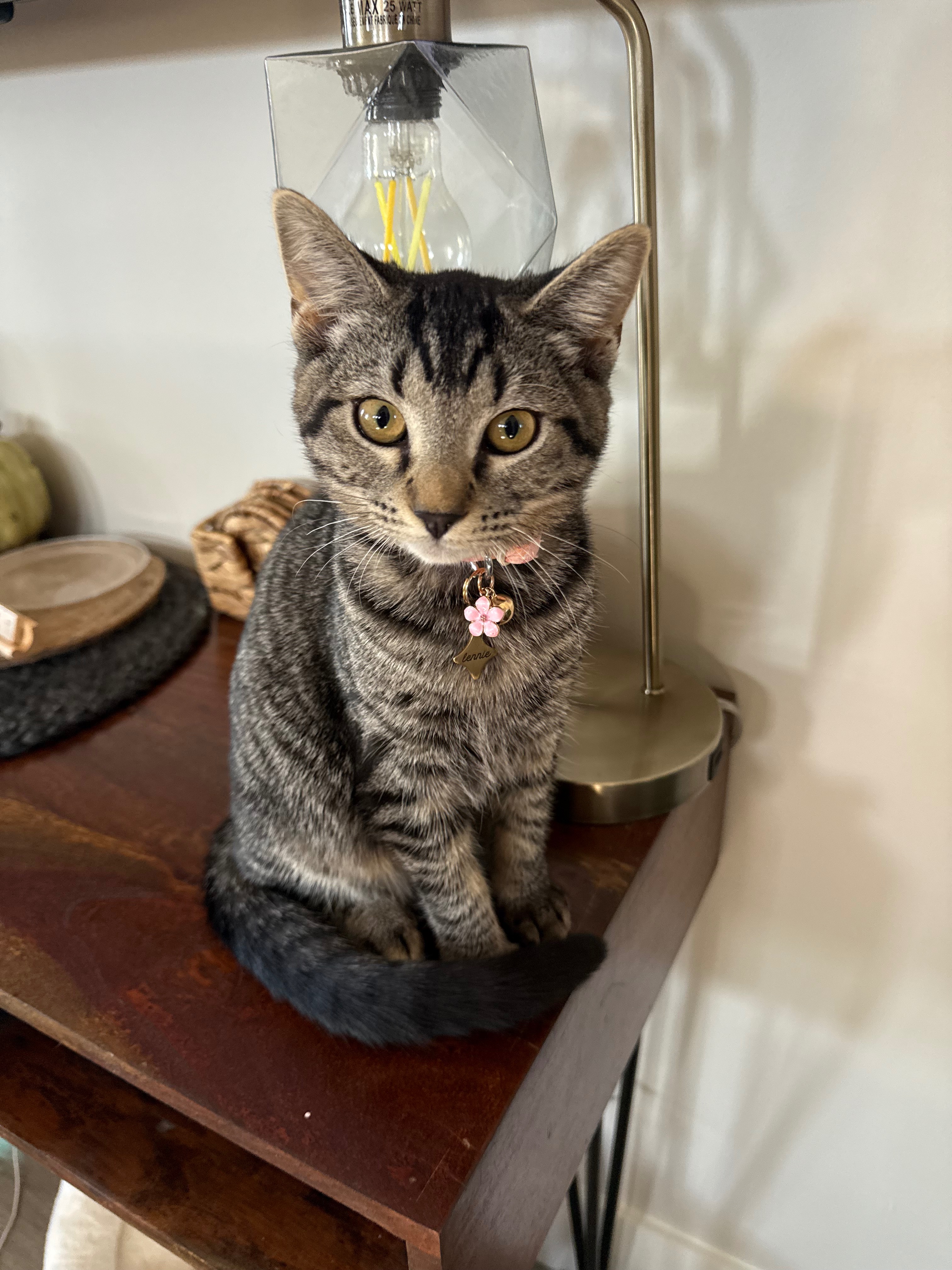 Help Lennie Fight FIP – A 5-Month-Old Kitten Worth the Fight campaign photo, 4 of 8
