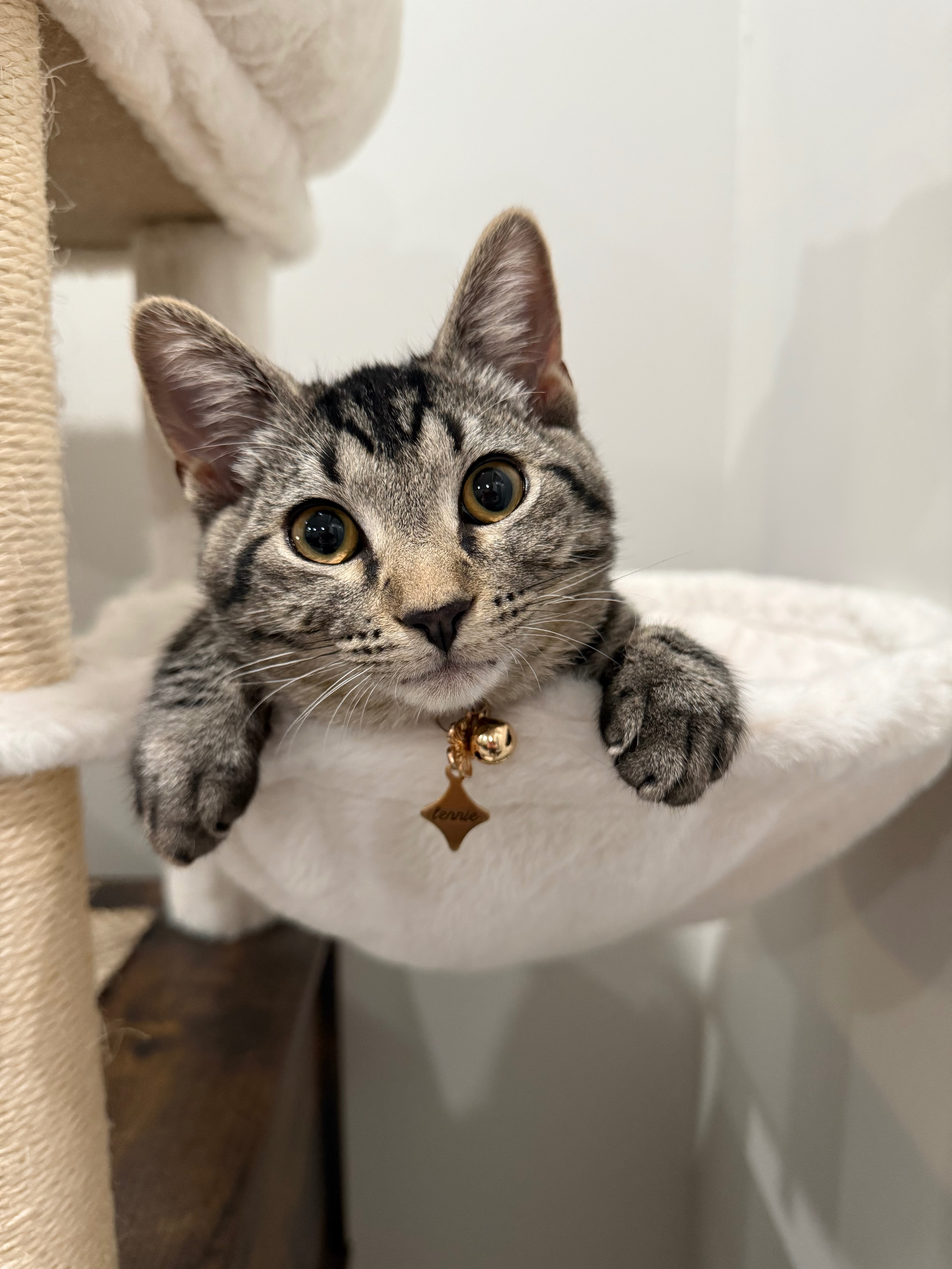 Help Lennie Fight FIP – A 5-Month-Old Kitten Worth the Fight campaign photo, 5 of 8
