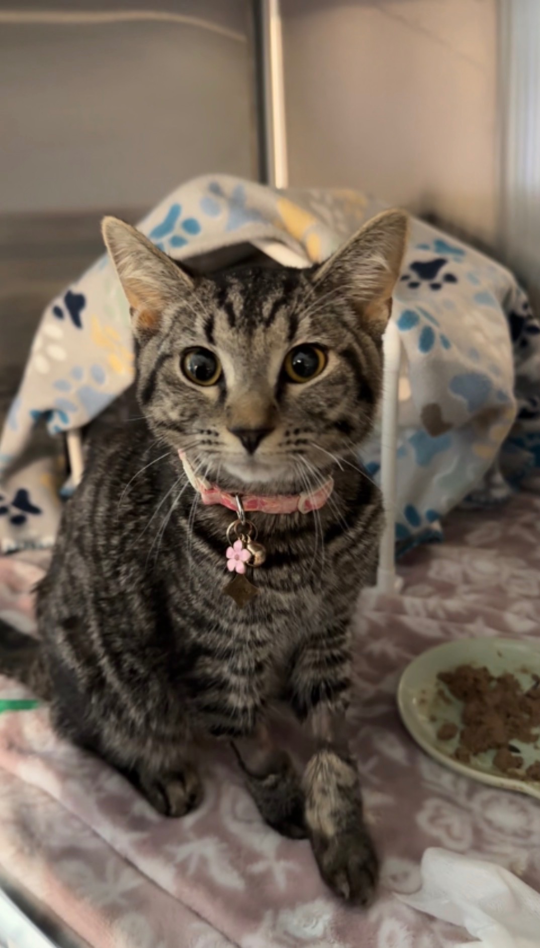 Help Lennie Fight FIP – A 5-Month-Old Kitten Worth the Fight campaign photo, 6 of 8