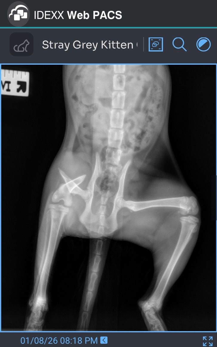 Help Save Kitten — Urgent Leg Surgery Needed campaign photo, 7 of 8