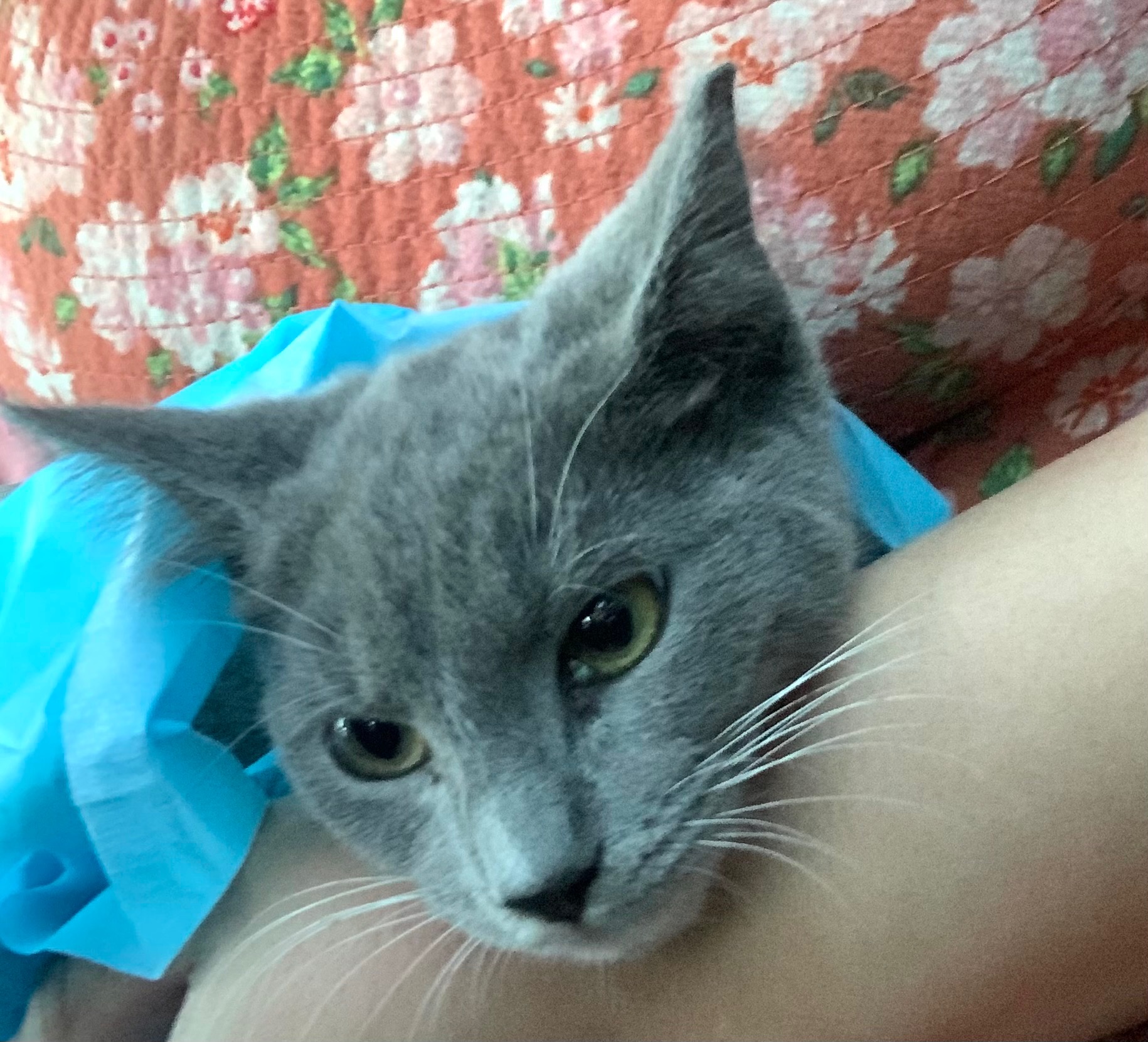 Help Save Kitten — Urgent Leg Surgery Needed campaign photo, 2 of 8