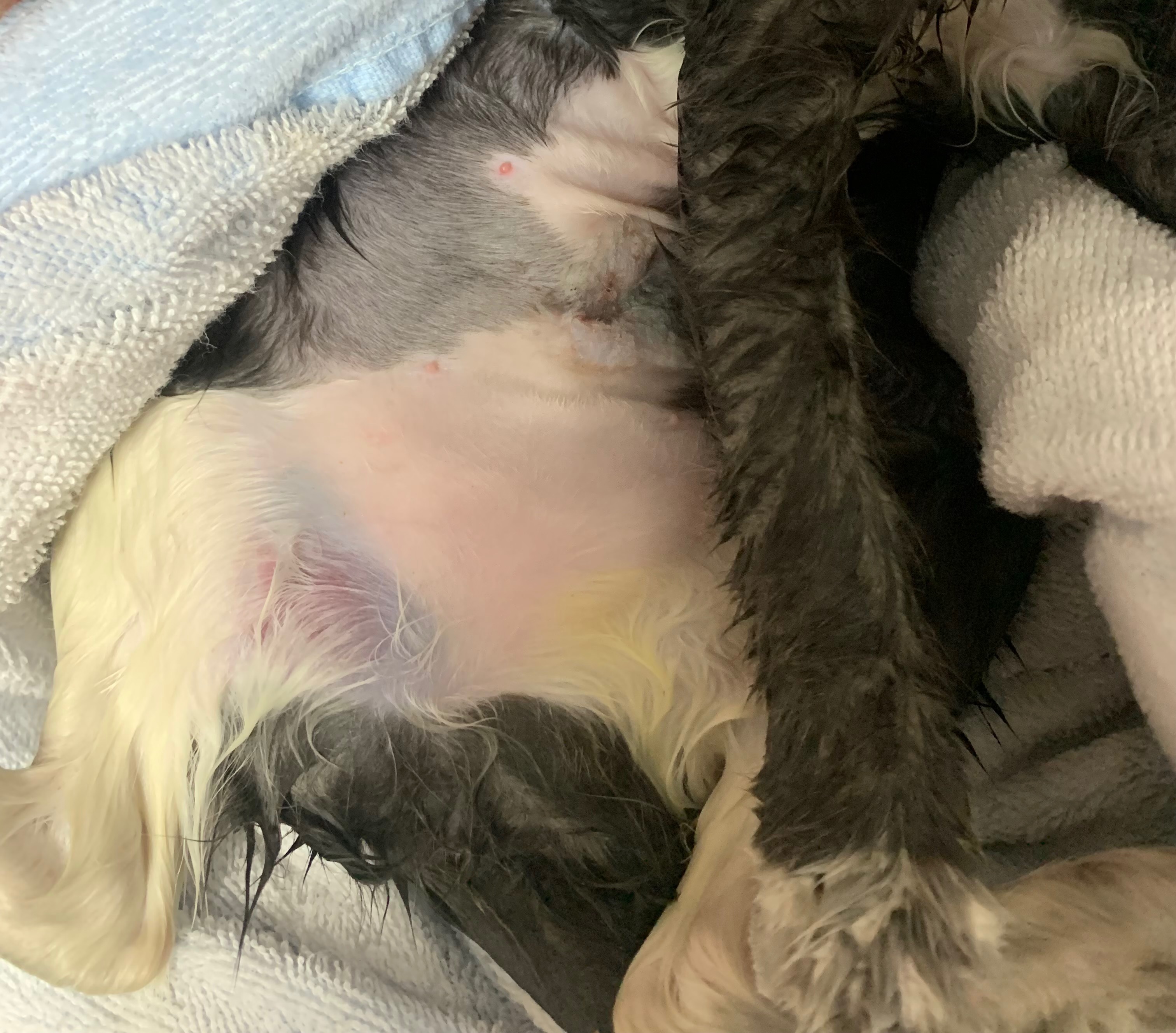 Help Save Kitten — Urgent Leg Surgery Needed campaign photo, 4 of 8