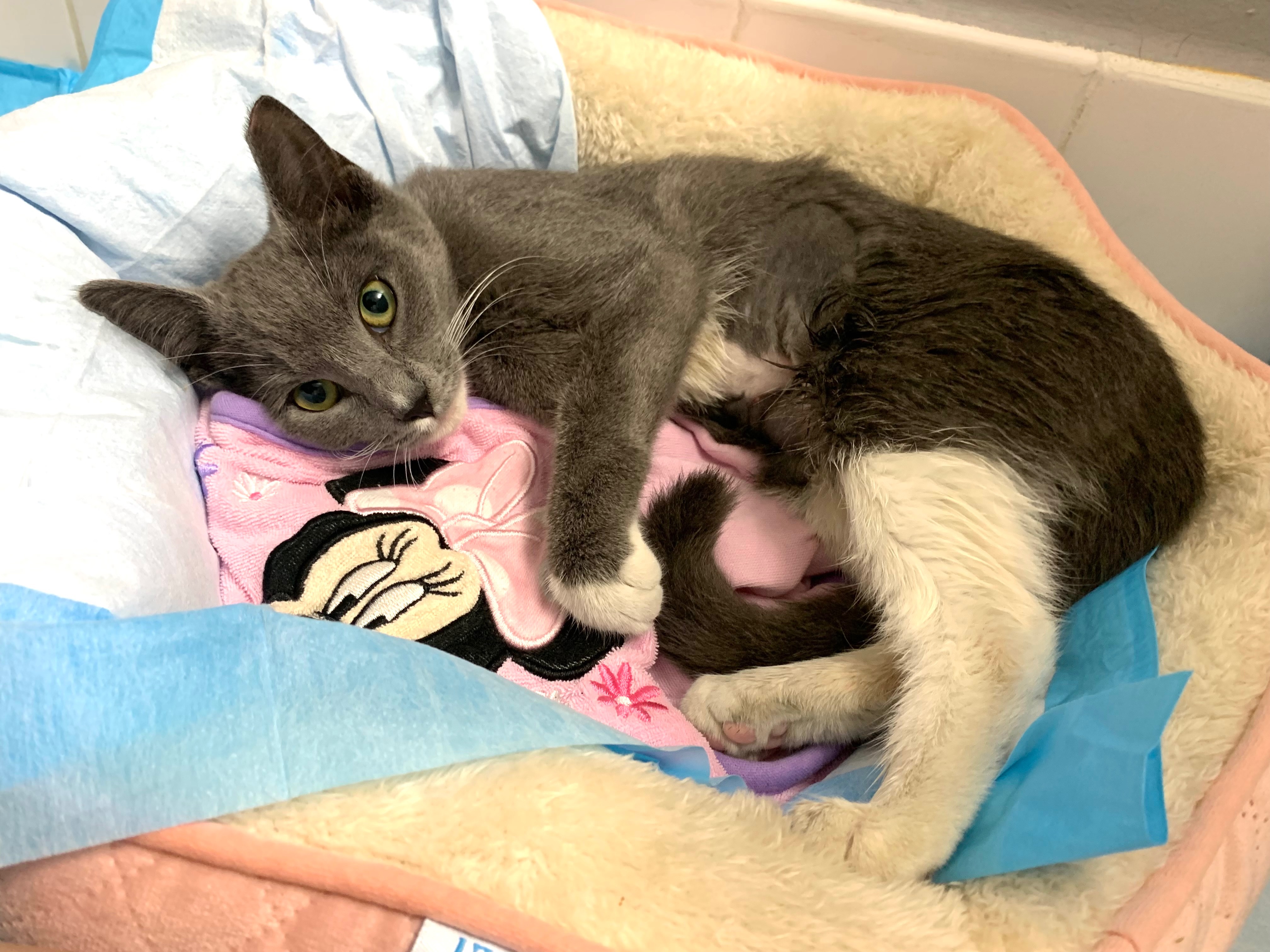 Help Save Kitten — Urgent Leg Surgery Needed campaign photo, 5 of 8