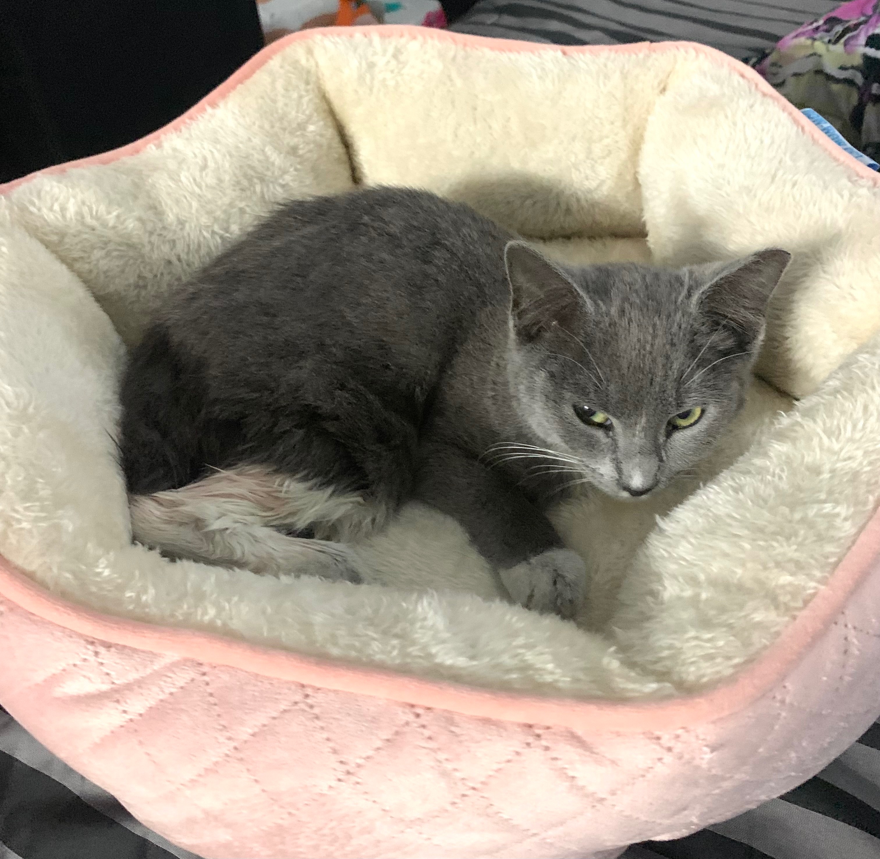Help Save Kitten — Urgent Leg Surgery Needed campaign photo, 6 of 8