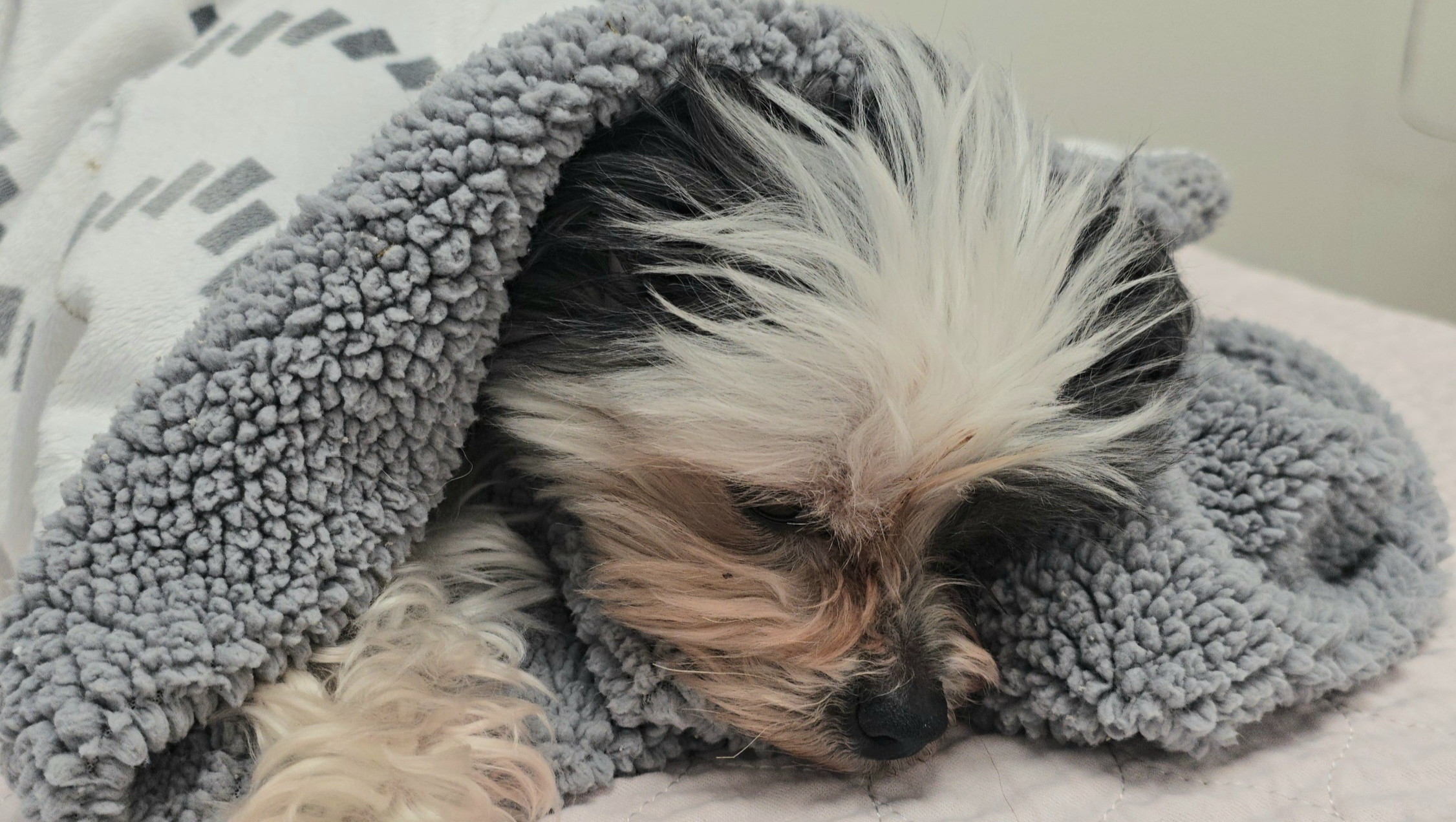 Help Casey Get Her Emergency Surgery