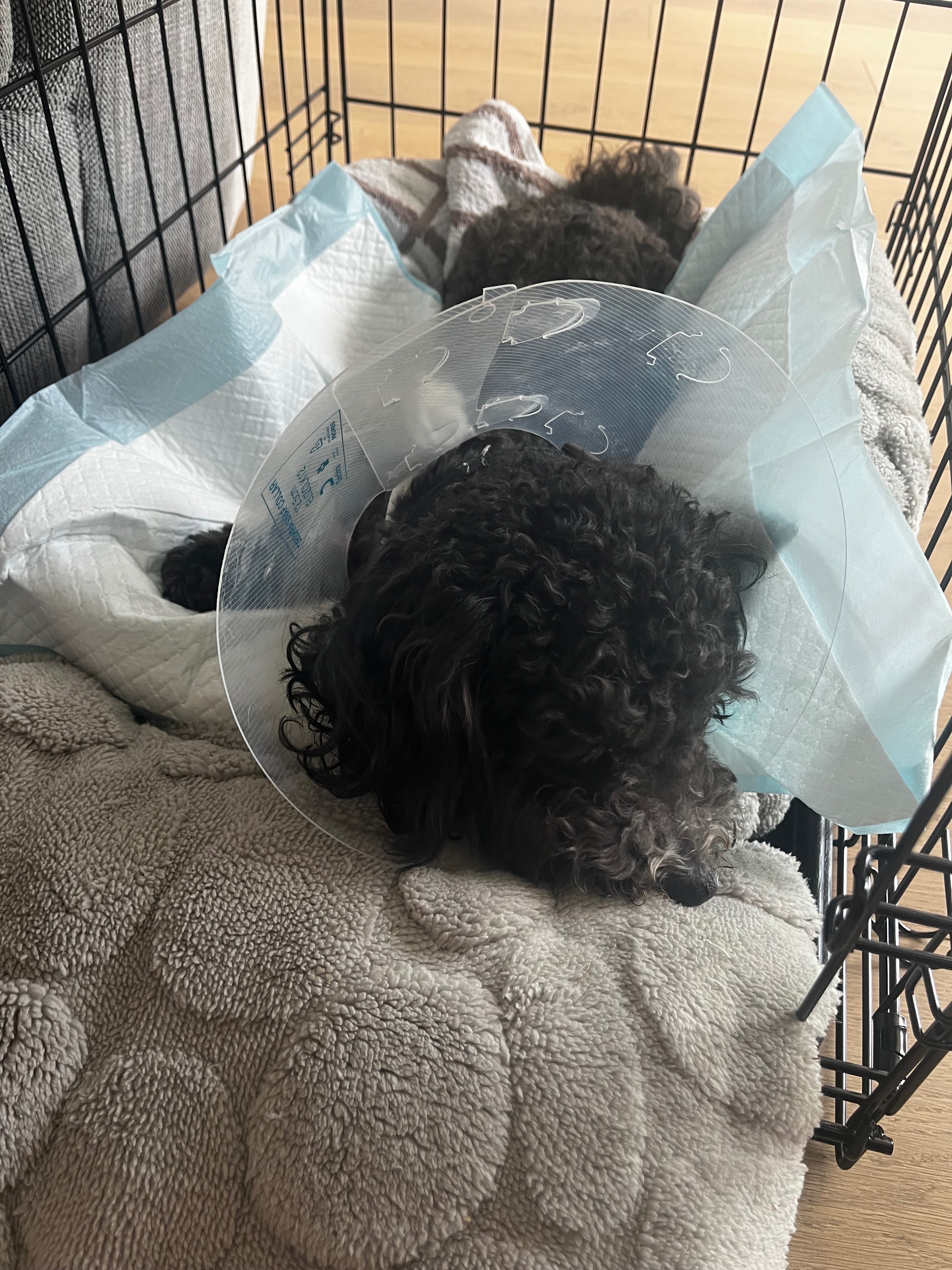 Ollie (10 Month Old Cavoodle) campaign photo, 2 of 8