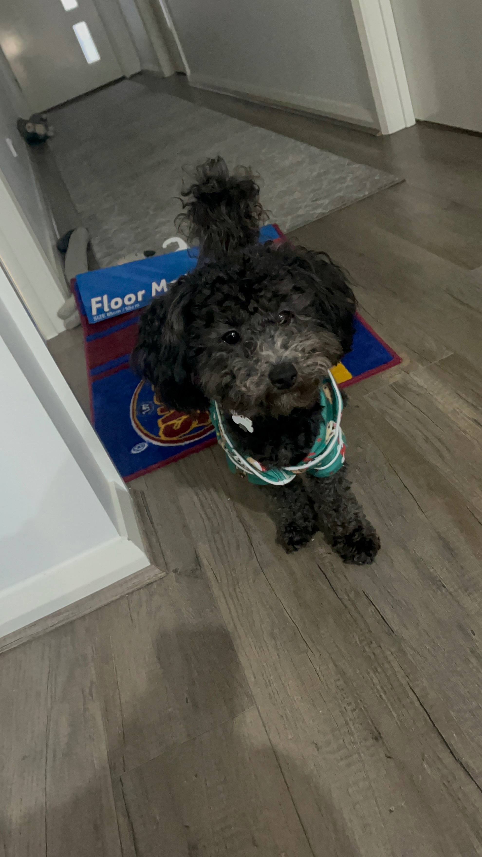 Ollie (10 Month Old Cavoodle) campaign photo, 4 of 8