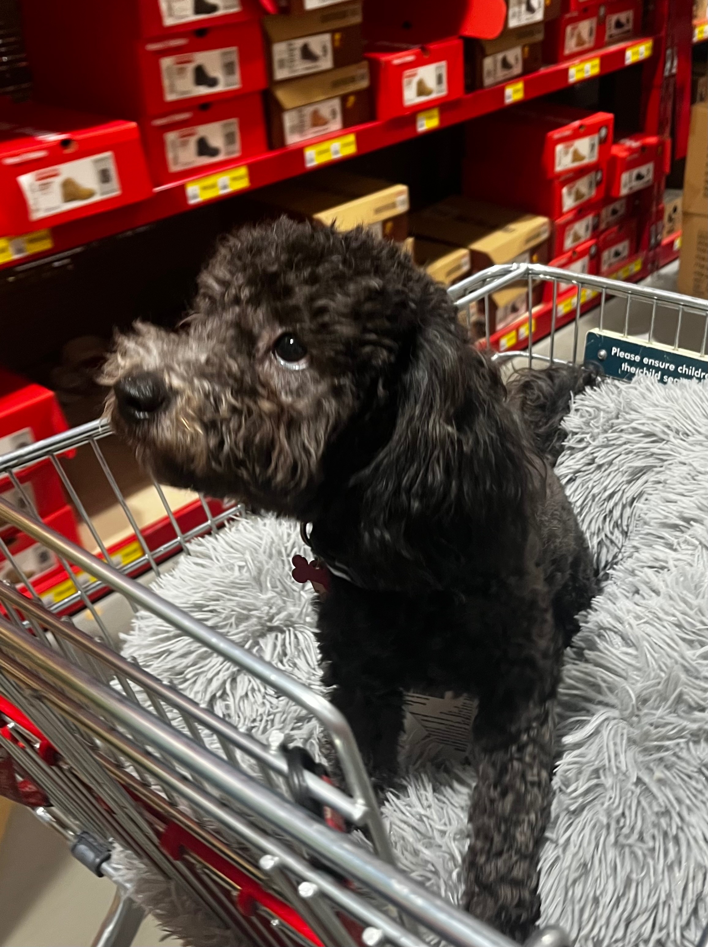 Ollie (10 Month Old Cavoodle) campaign photo, 5 of 8