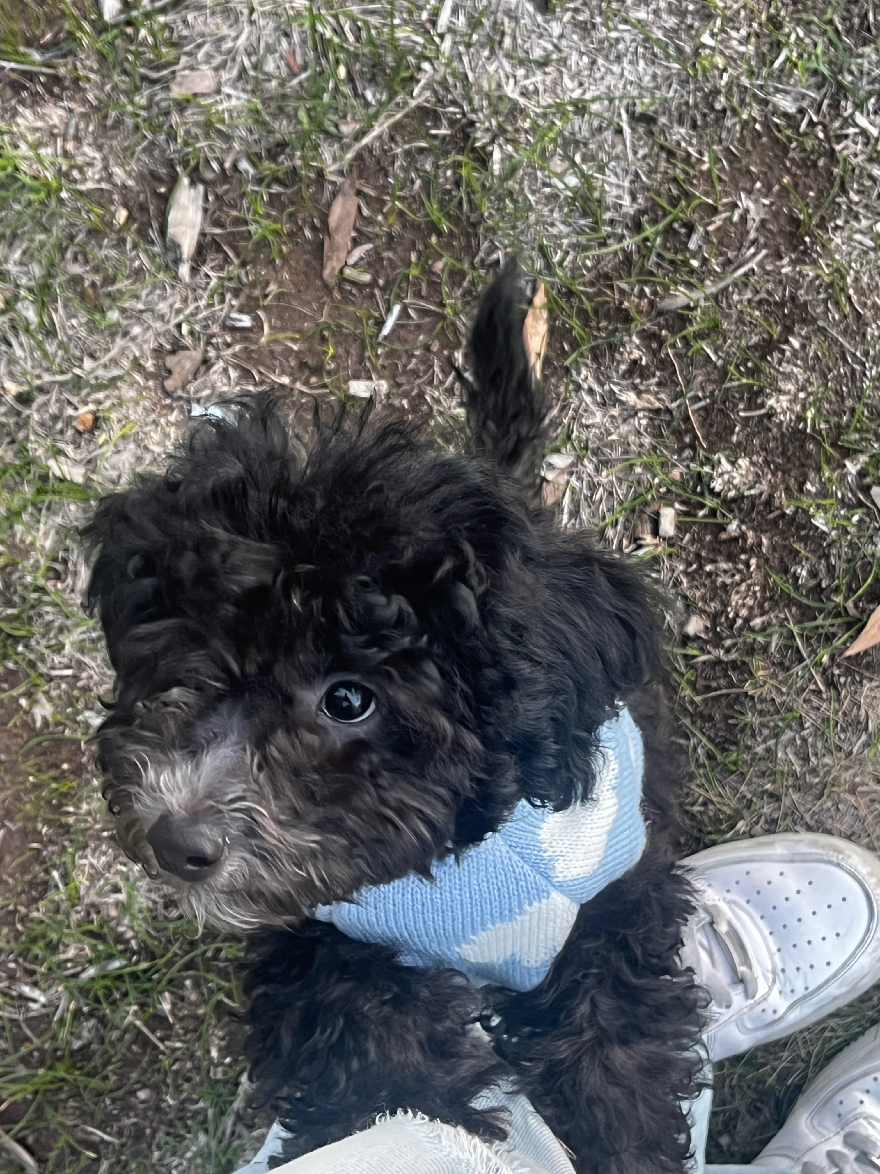 Ollie (10 Month Old Cavoodle) campaign photo, 6 of 8