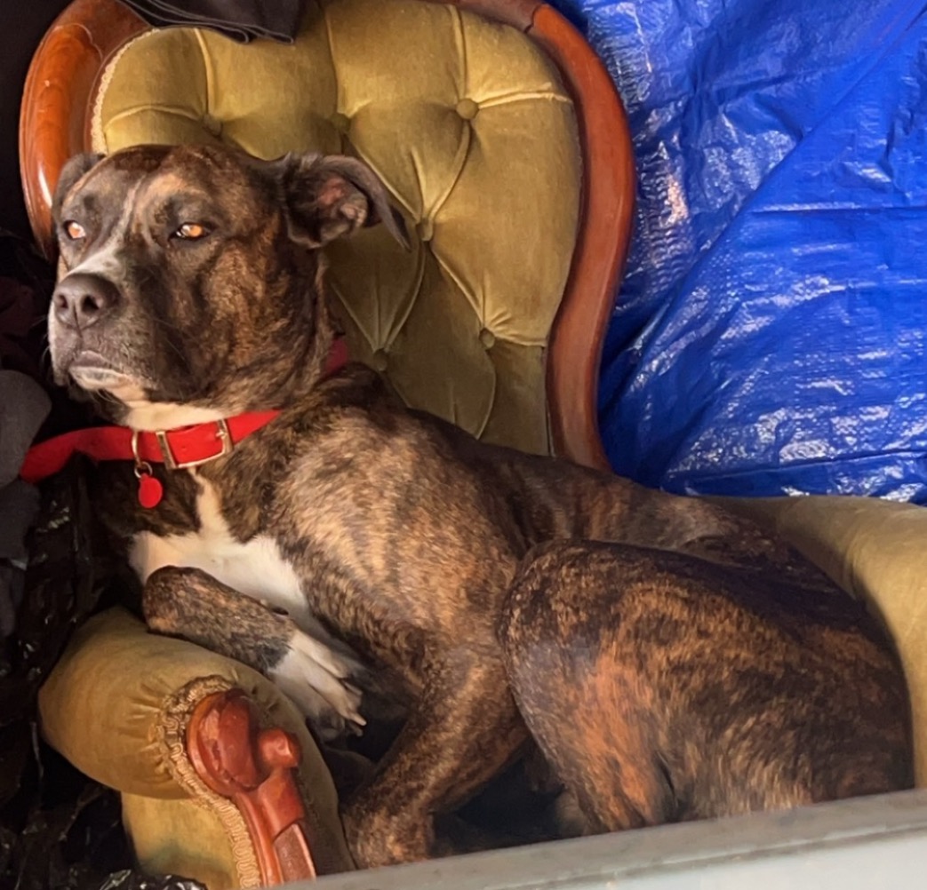 Sachi❤️please help bring our baby’s ashes home campaign photo, 2 of 5
