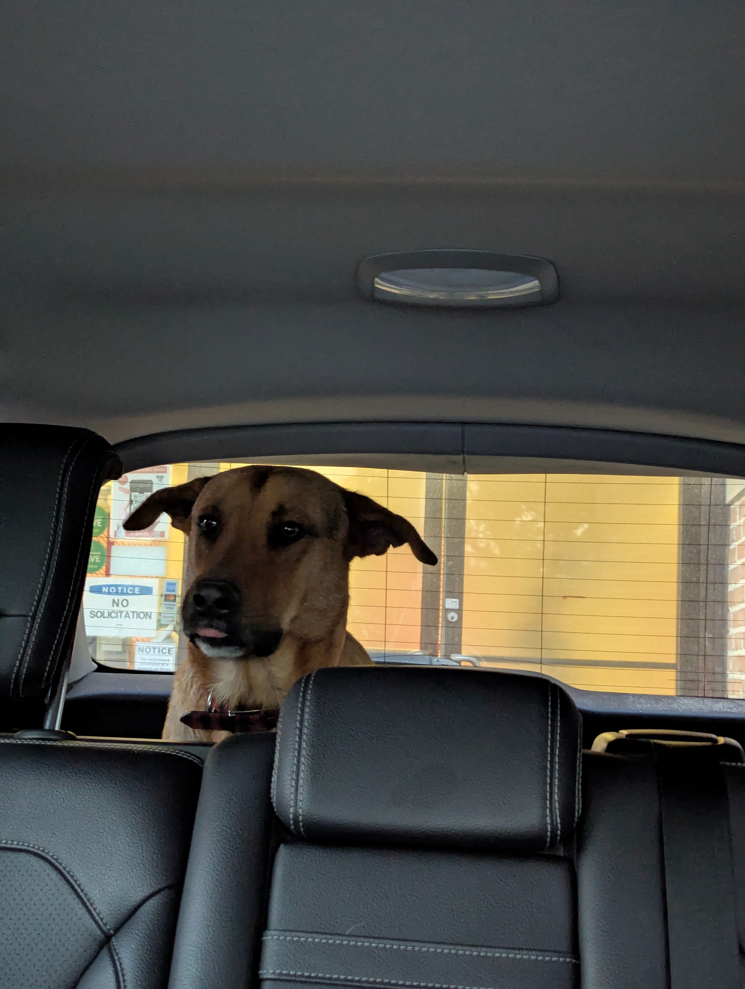 Support My Boy's Fight After a Stray Attack campaign photo, 2 of 7
