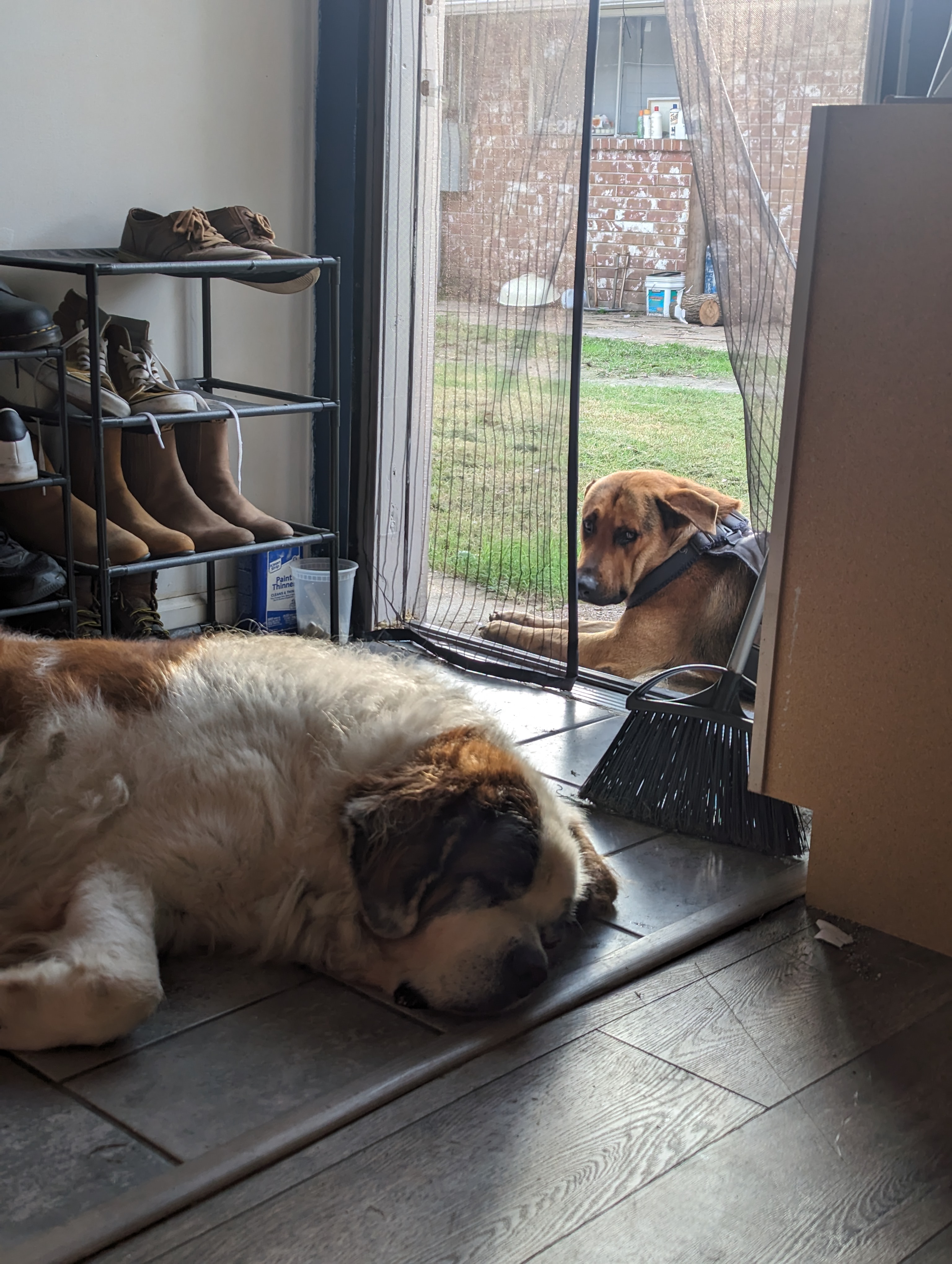 Support My Boy's Fight After a Stray Attack campaign photo, 5 of 7
