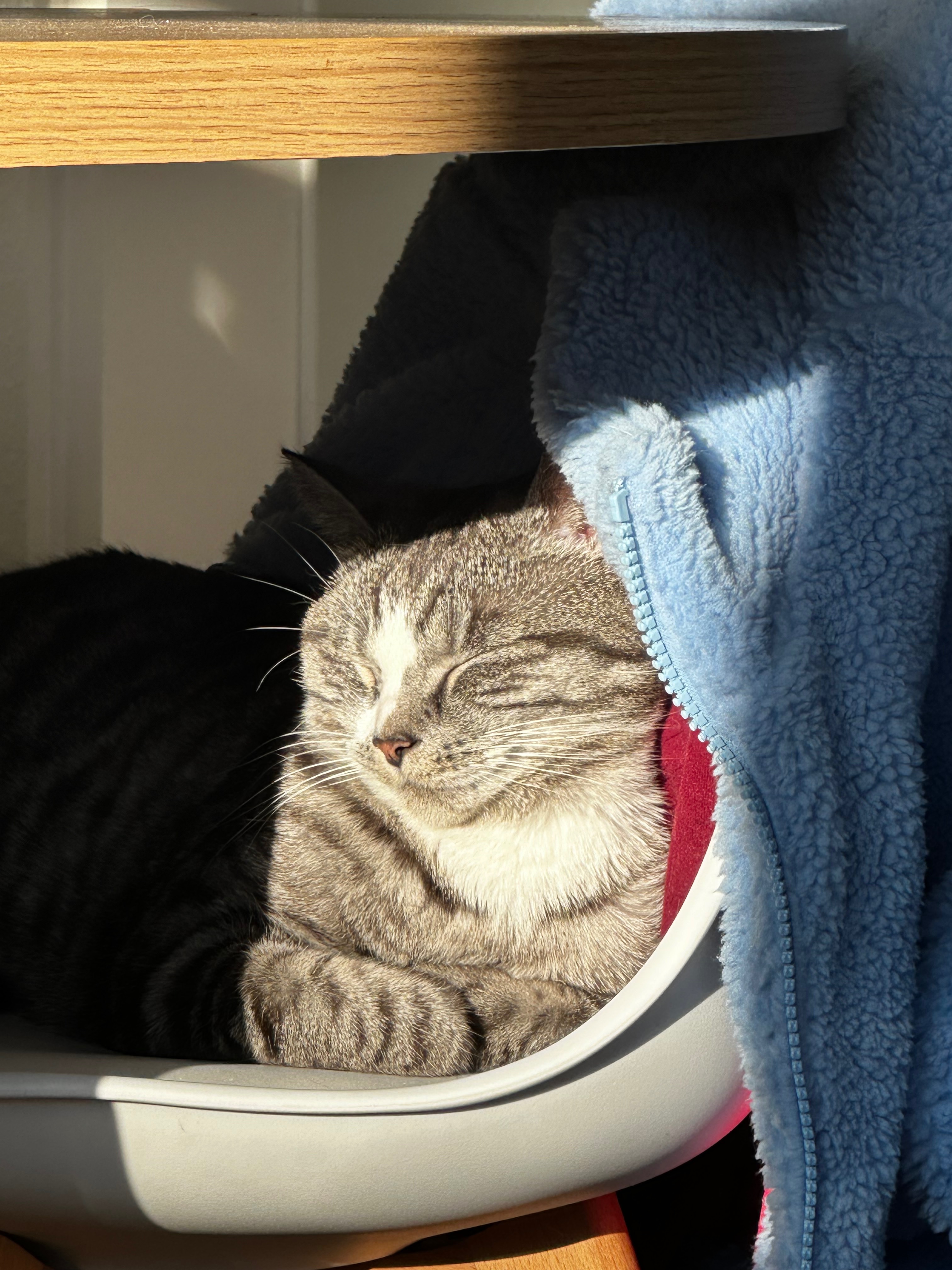 Hilfe für meinen kleinen Jack - unerwartete Tierarztkosten campaign photo, 2 of 7