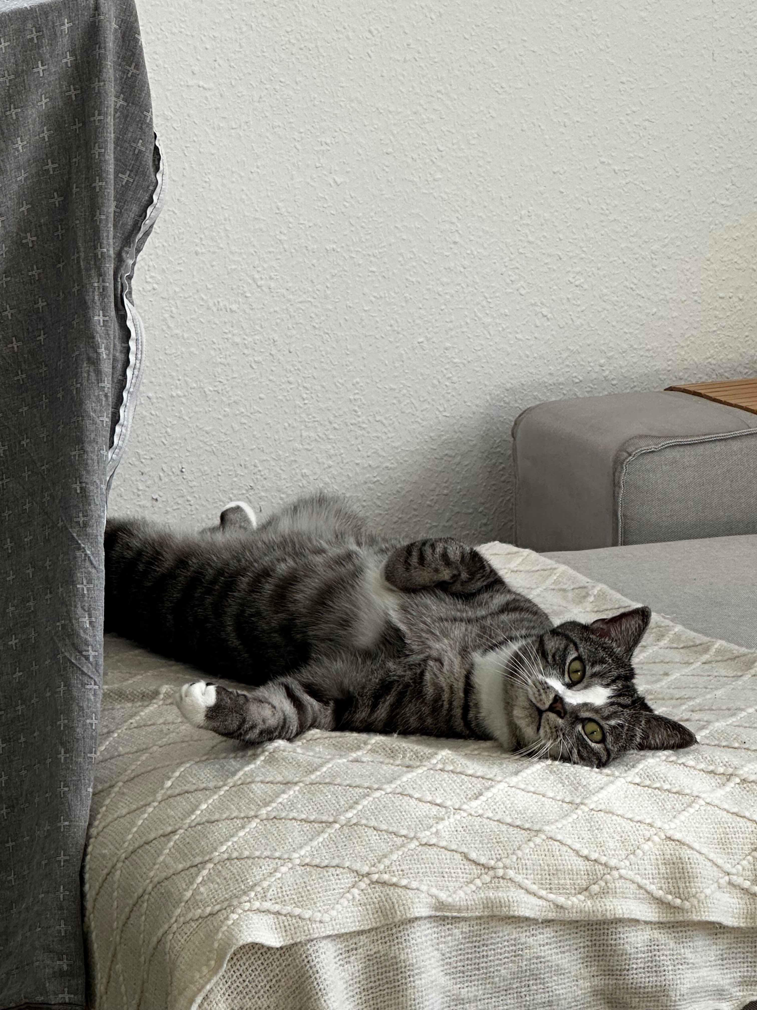 Hilfe für meinen kleinen Jack - unerwartete Tierarztkosten campaign photo, 5 of 7