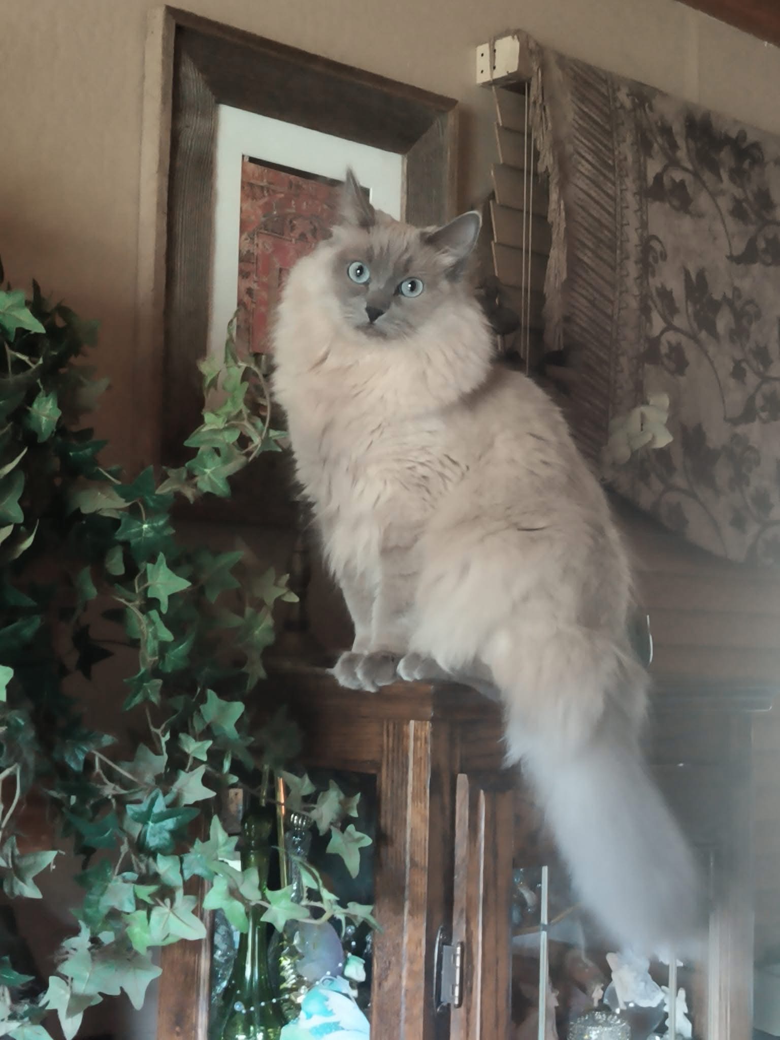 Help Jen Save Sinatra’s Eye campaign photo, 6 of 7