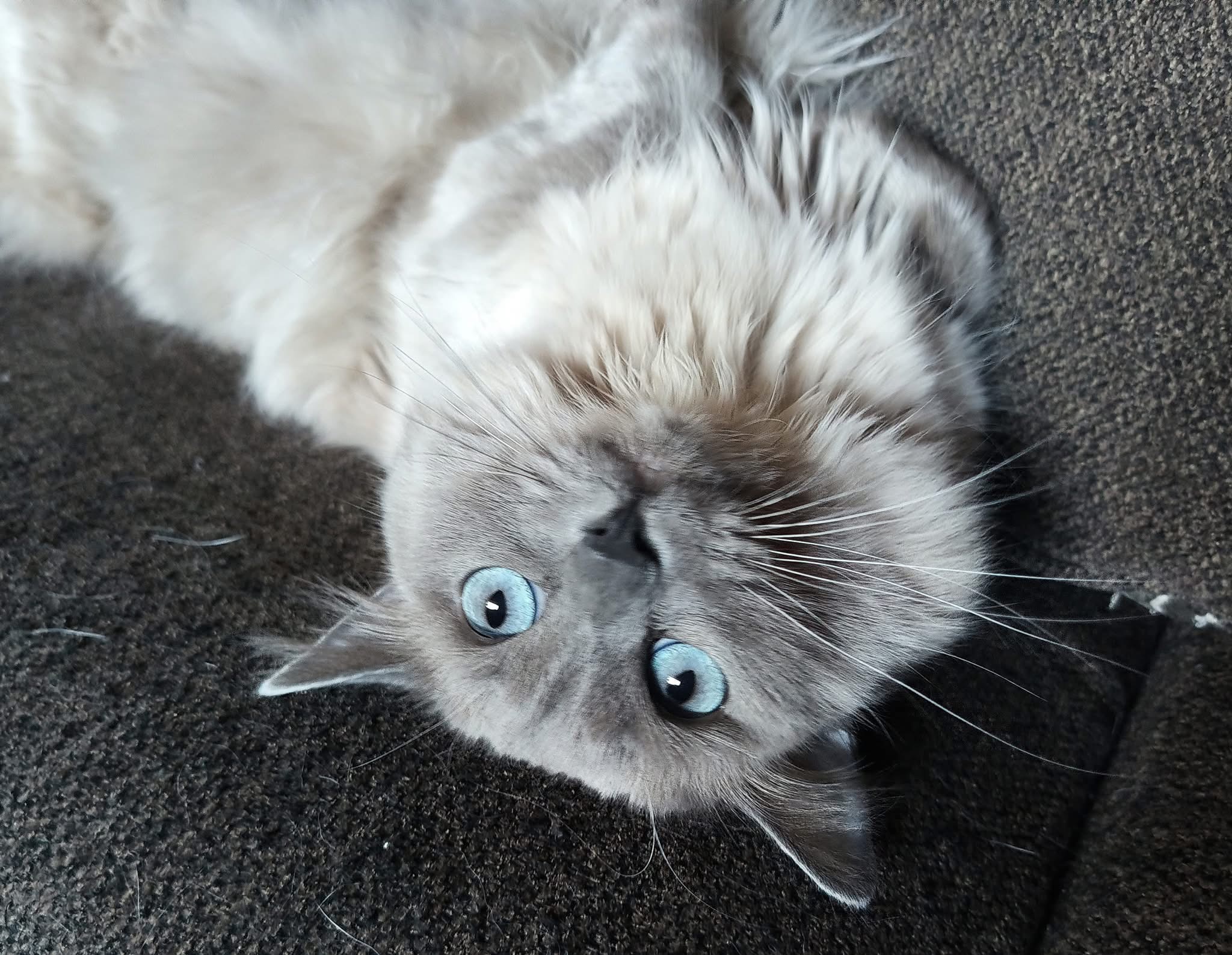 Help Jen Save Sinatra’s Eye campaign photo, 4 of 7