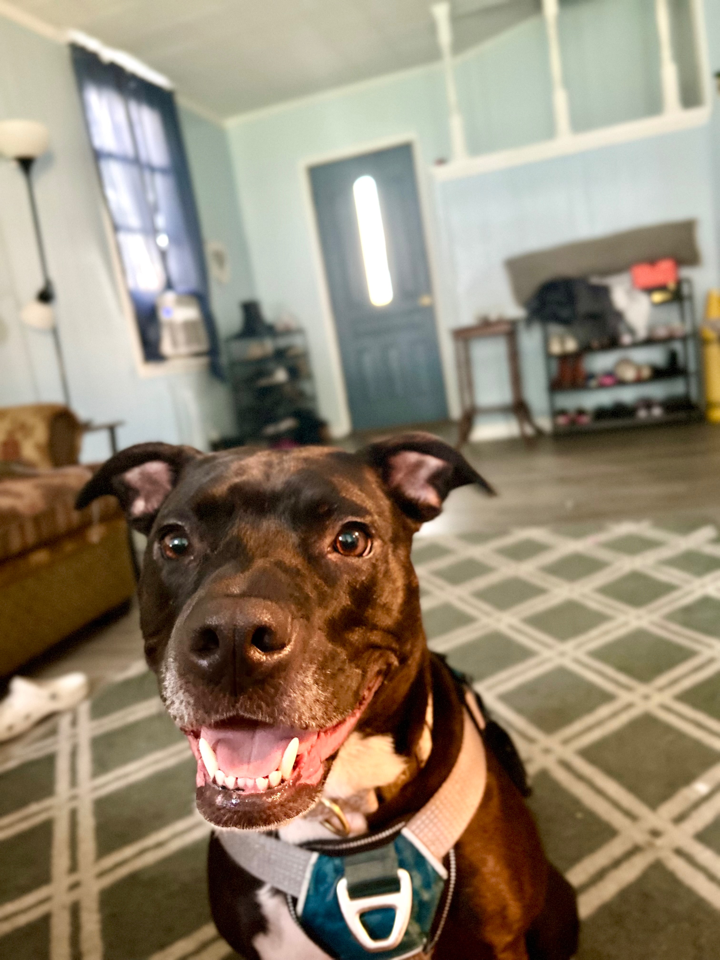 Support Sapphire’s Urgent Surgery Needs campaign photo, 7 of 8