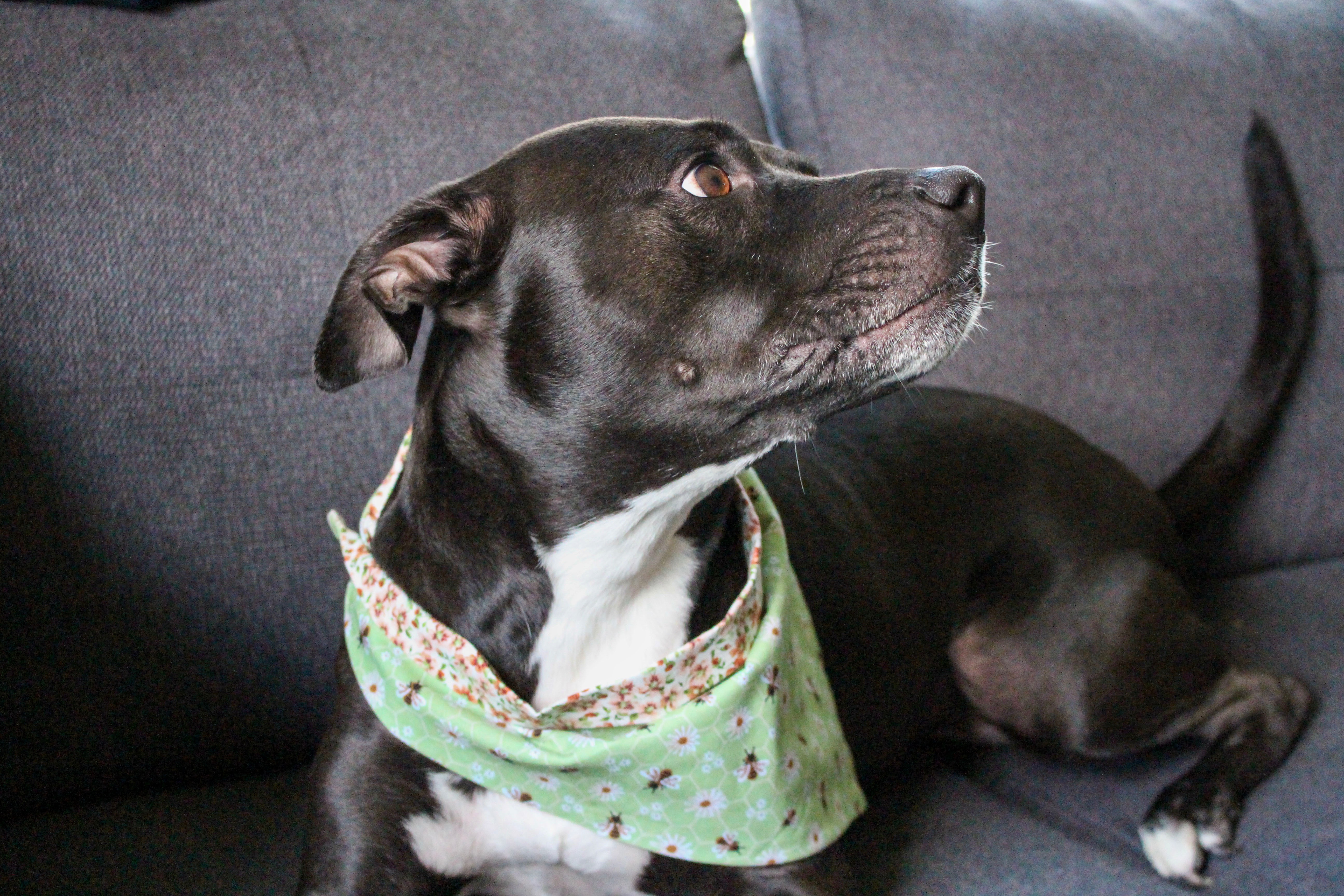 Support Sapphire’s Urgent Surgery Needs campaign photo, 2 of 8